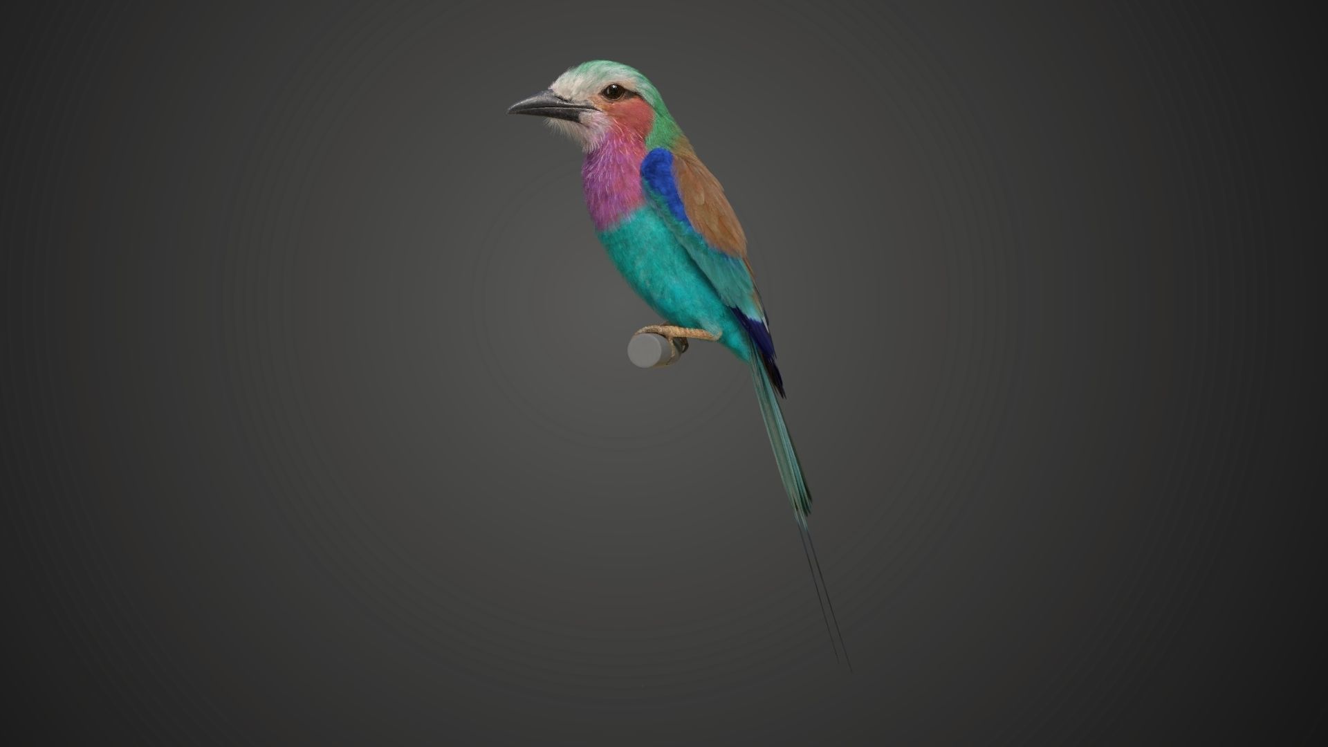 Bird Coracias Caudatus VFX Grace 3D model_17
