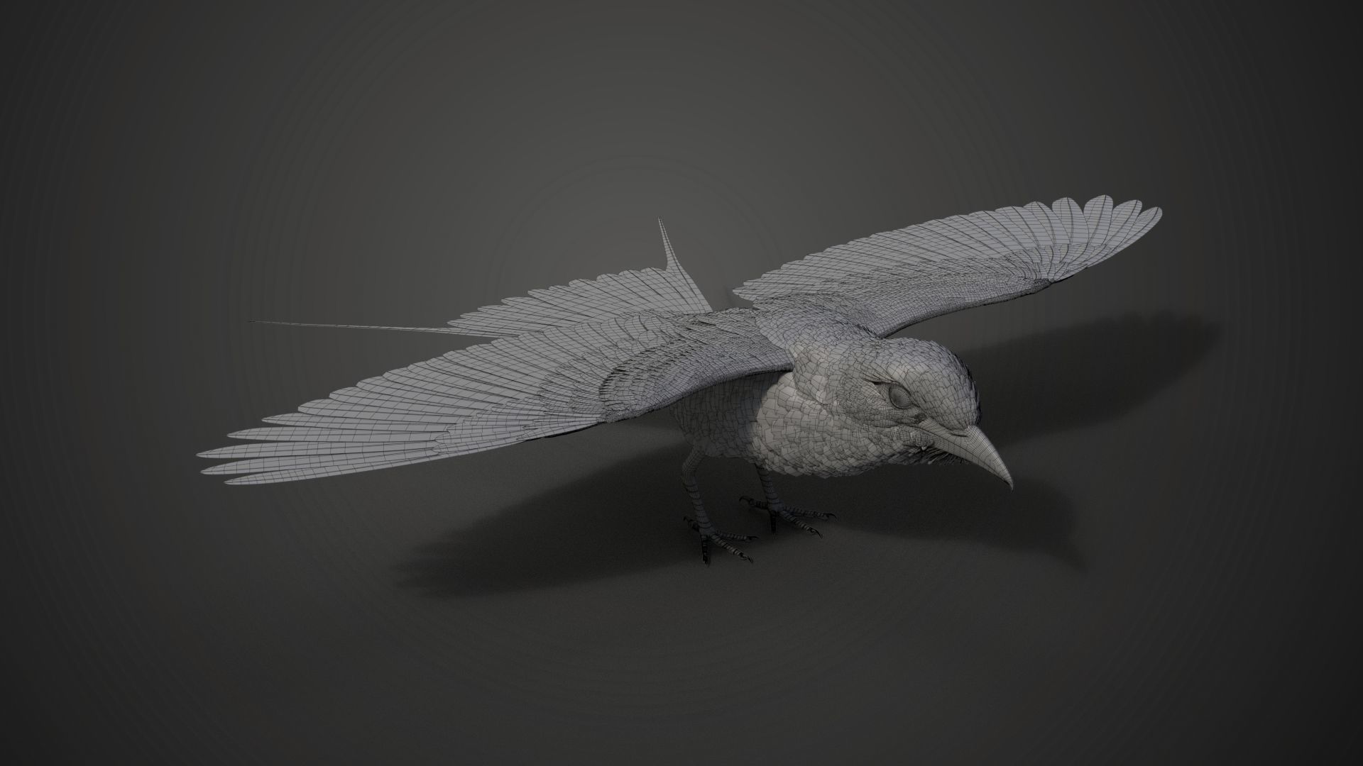 Bird Coracias Caudatus VFX Grace 3D model_42