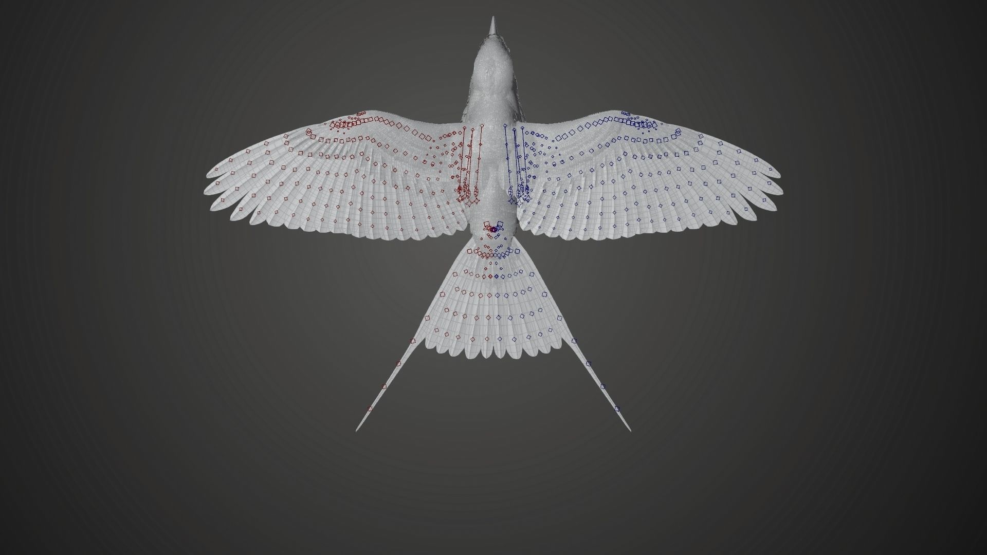 Bird Coracias Caudatus VFX Grace 3D model_30