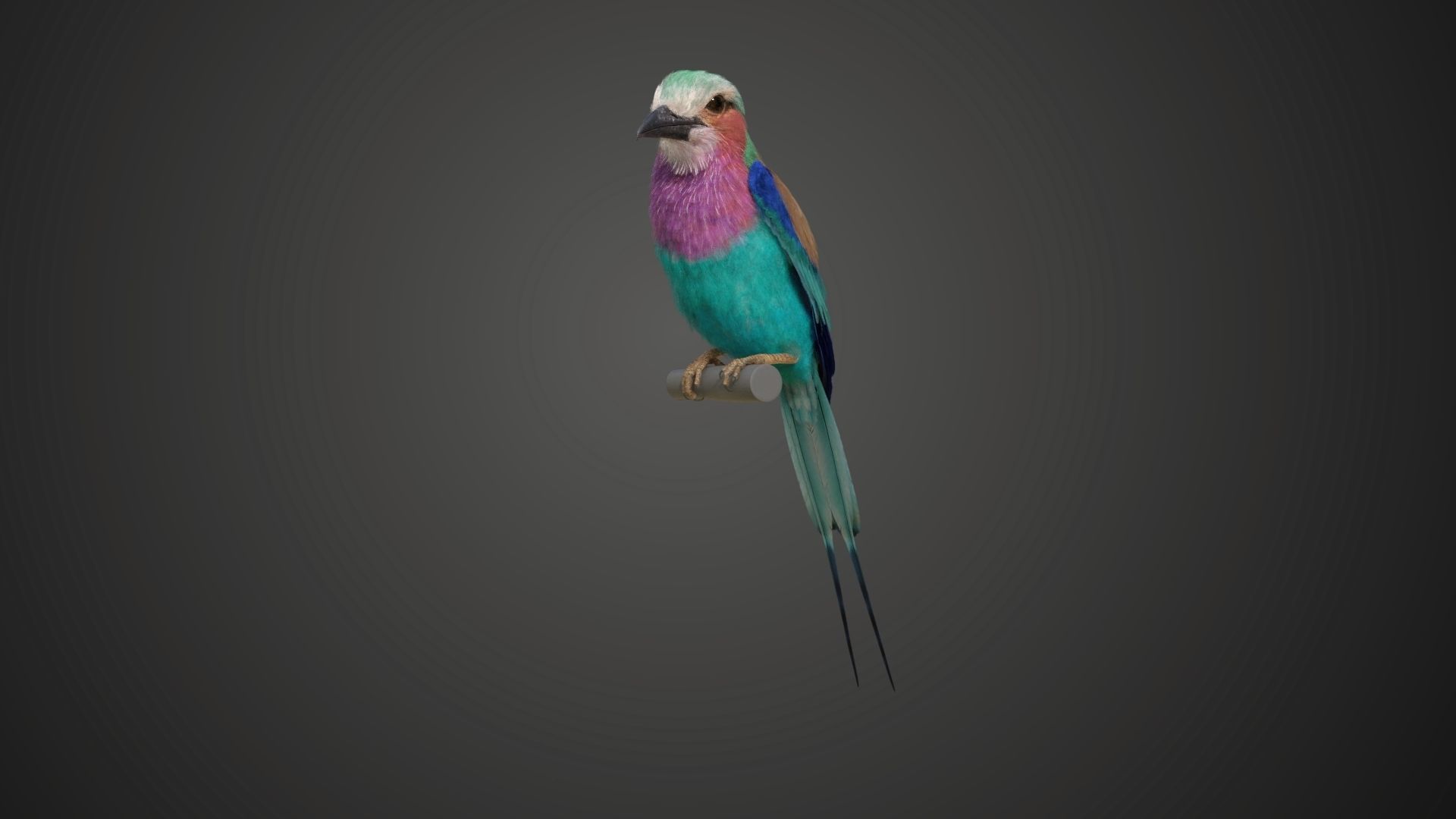 Bird Coracias Caudatus VFX Grace 3D model_16