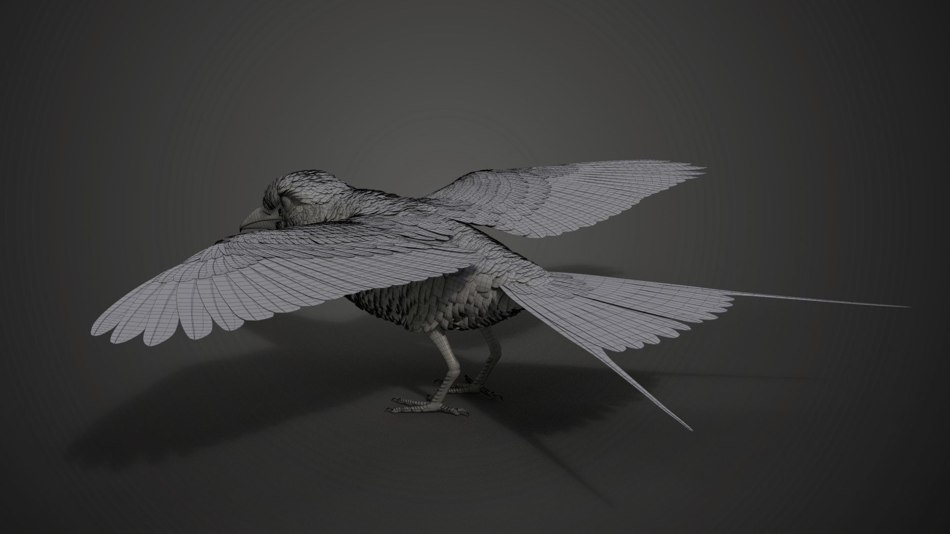 Bird Coracias Caudatus VFX Grace 3D model_40