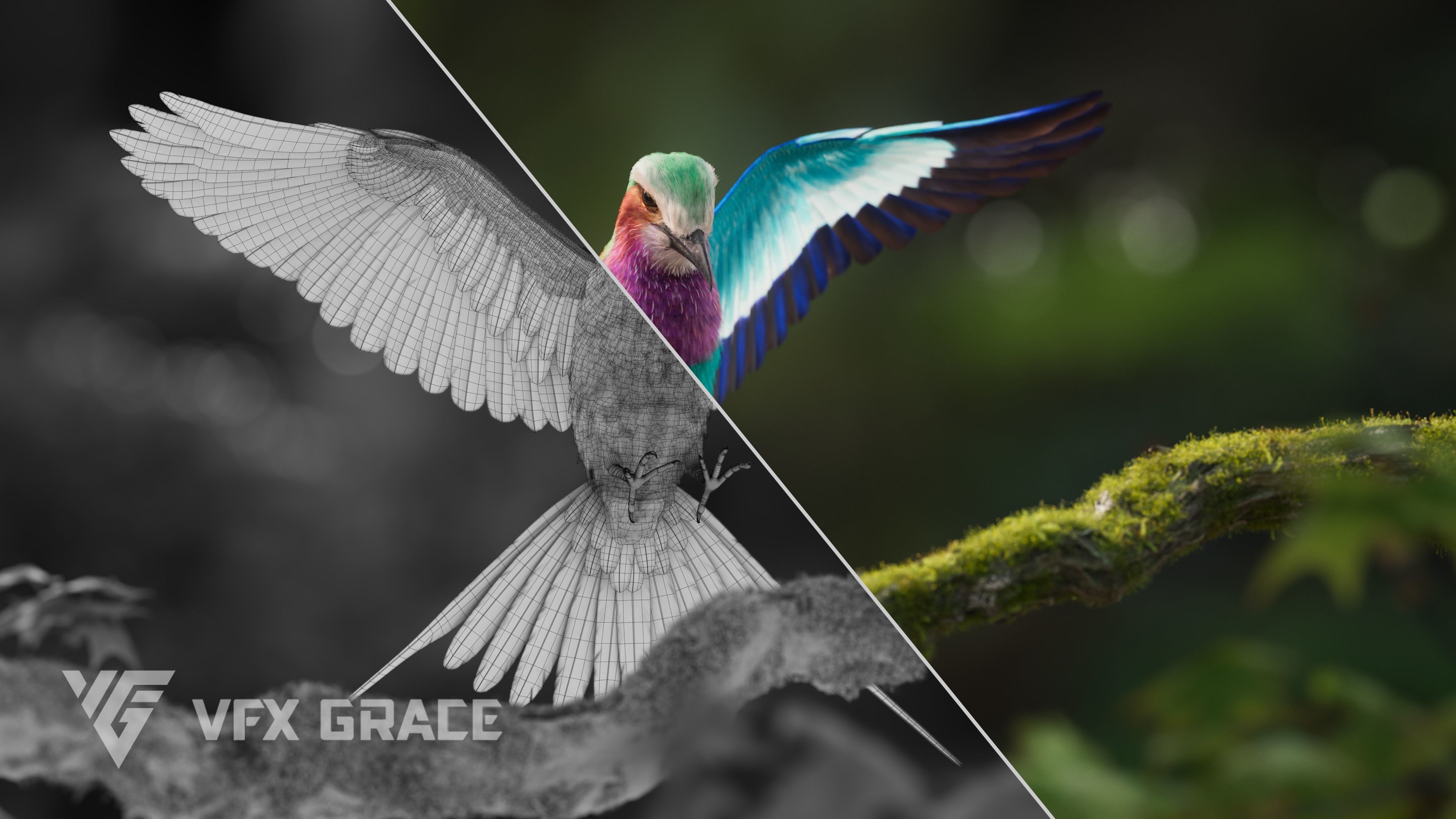 Bird Coracias Caudatus VFX Grace 3D model_11