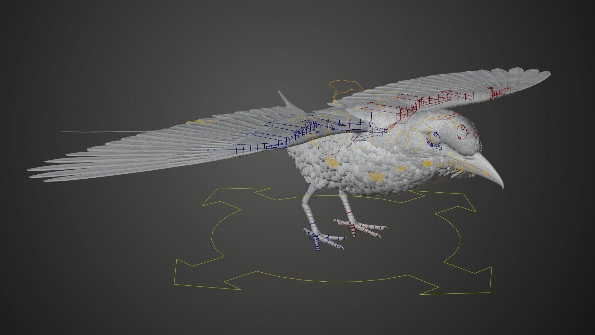 Bird Coracias Caudatus VFX Grace 3D model_24