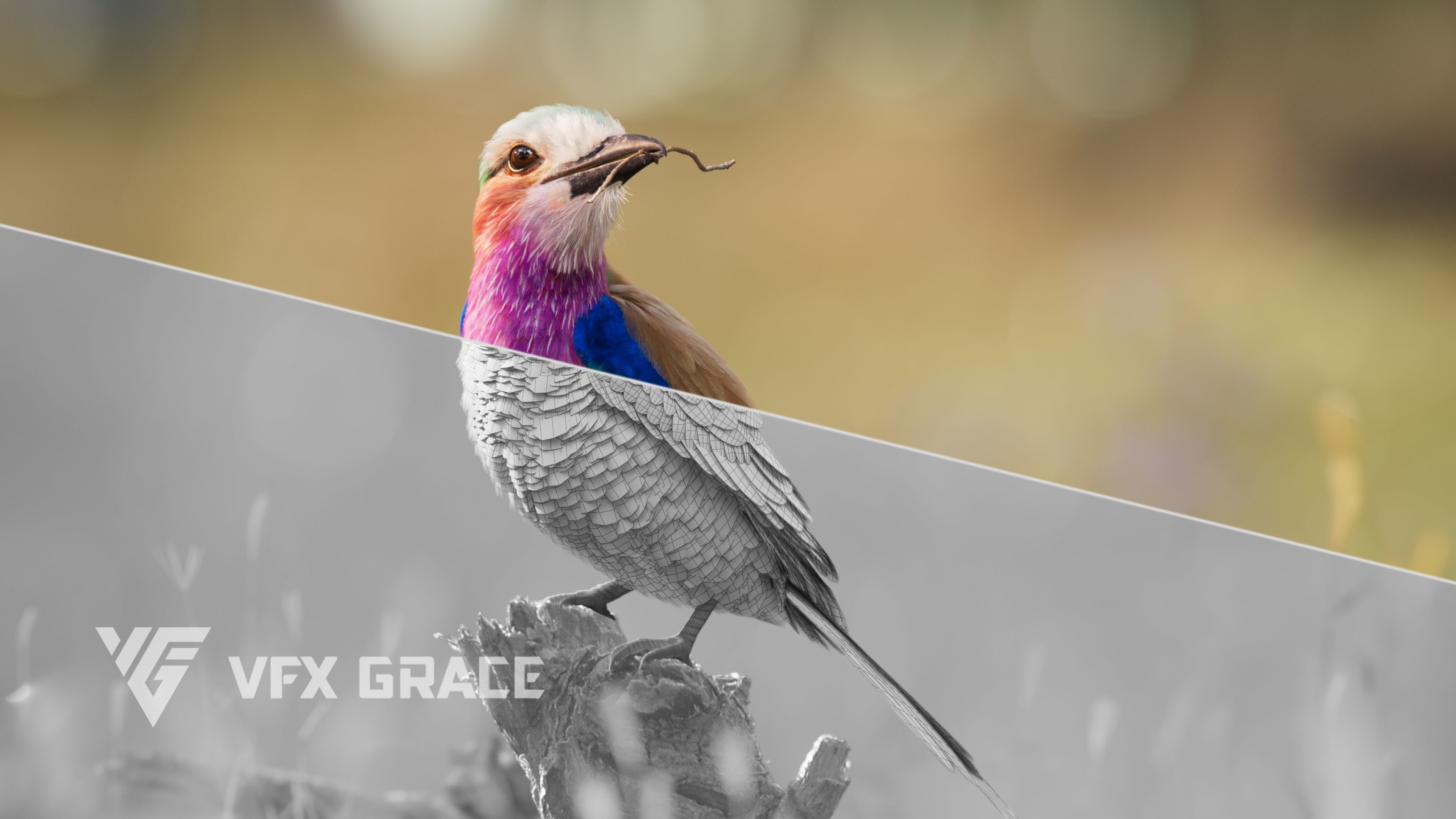 Bird Coracias Caudatus VFX Grace 3D model_7