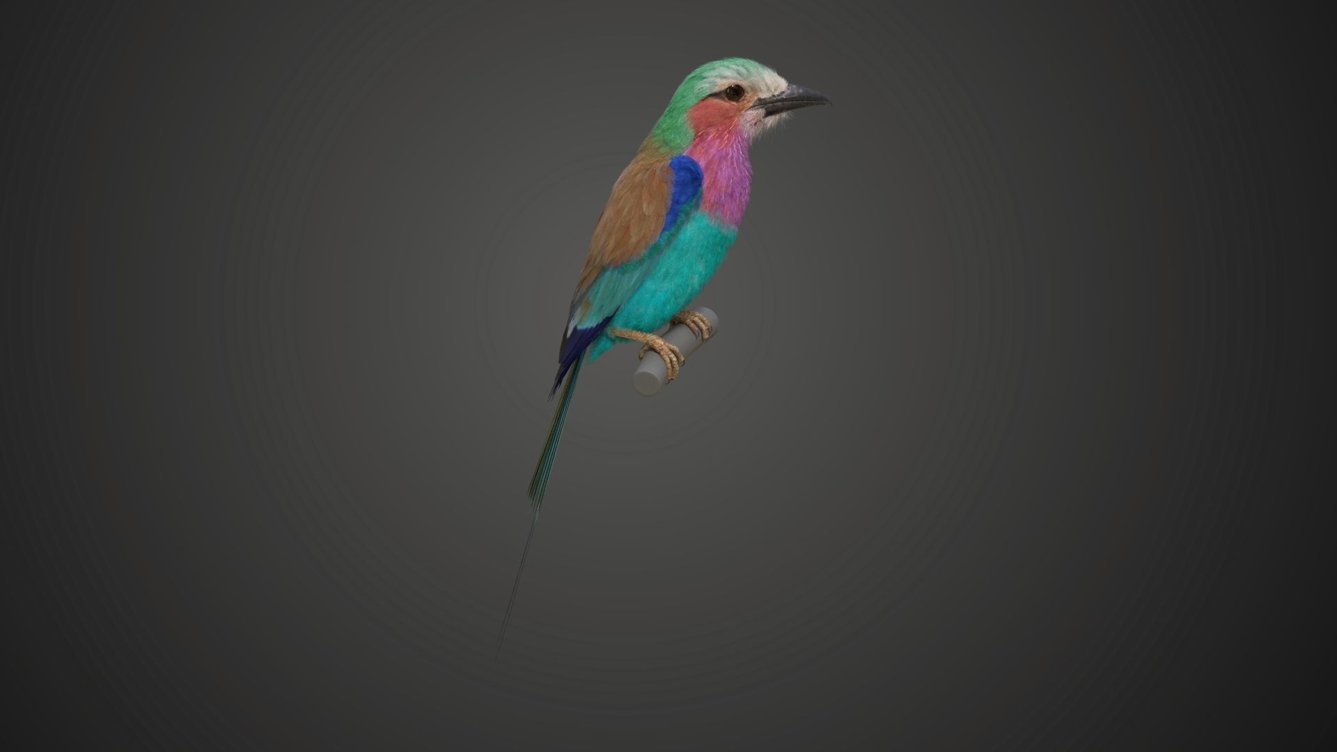 Bird Coracias Caudatus VFX Grace 3D model_13