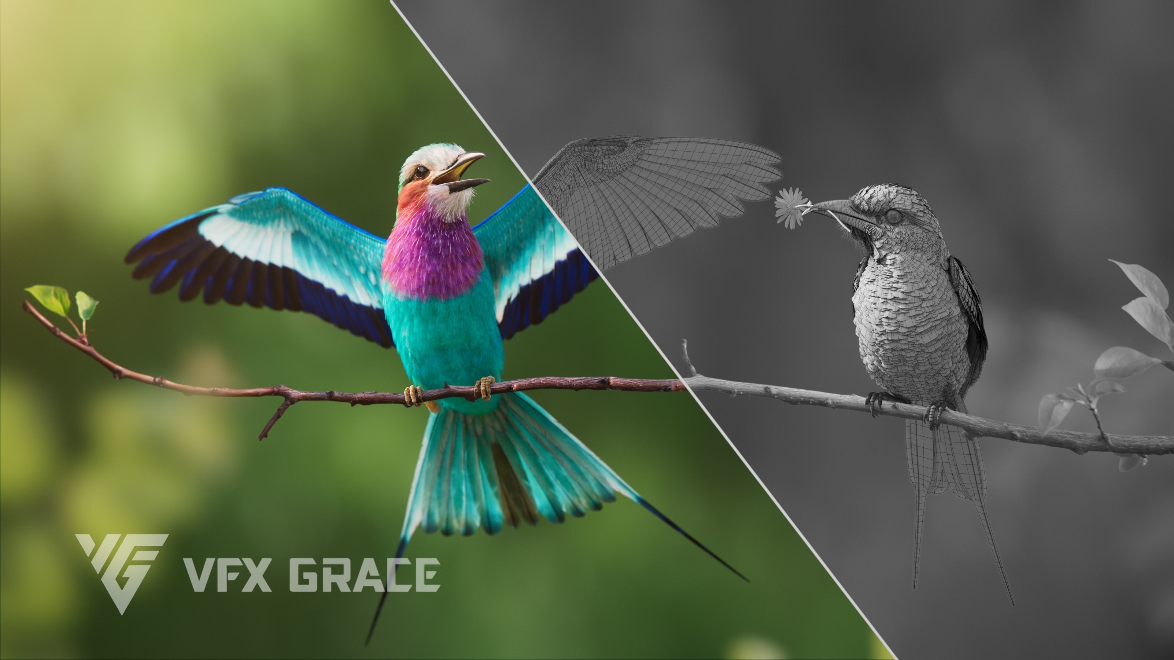 Bird Coracias Caudatus VFX Grace 3D model_9
