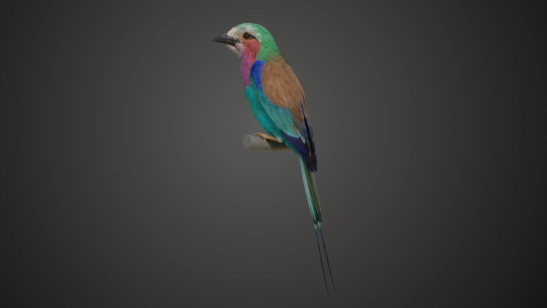 Bird Coracias Caudatus VFX Grace 3D model_14