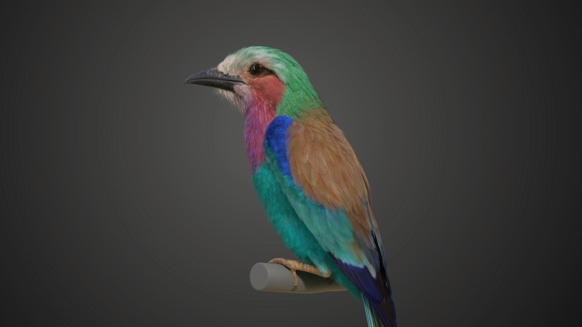 Bird Coracias Caudatus VFX Grace 3D model_20