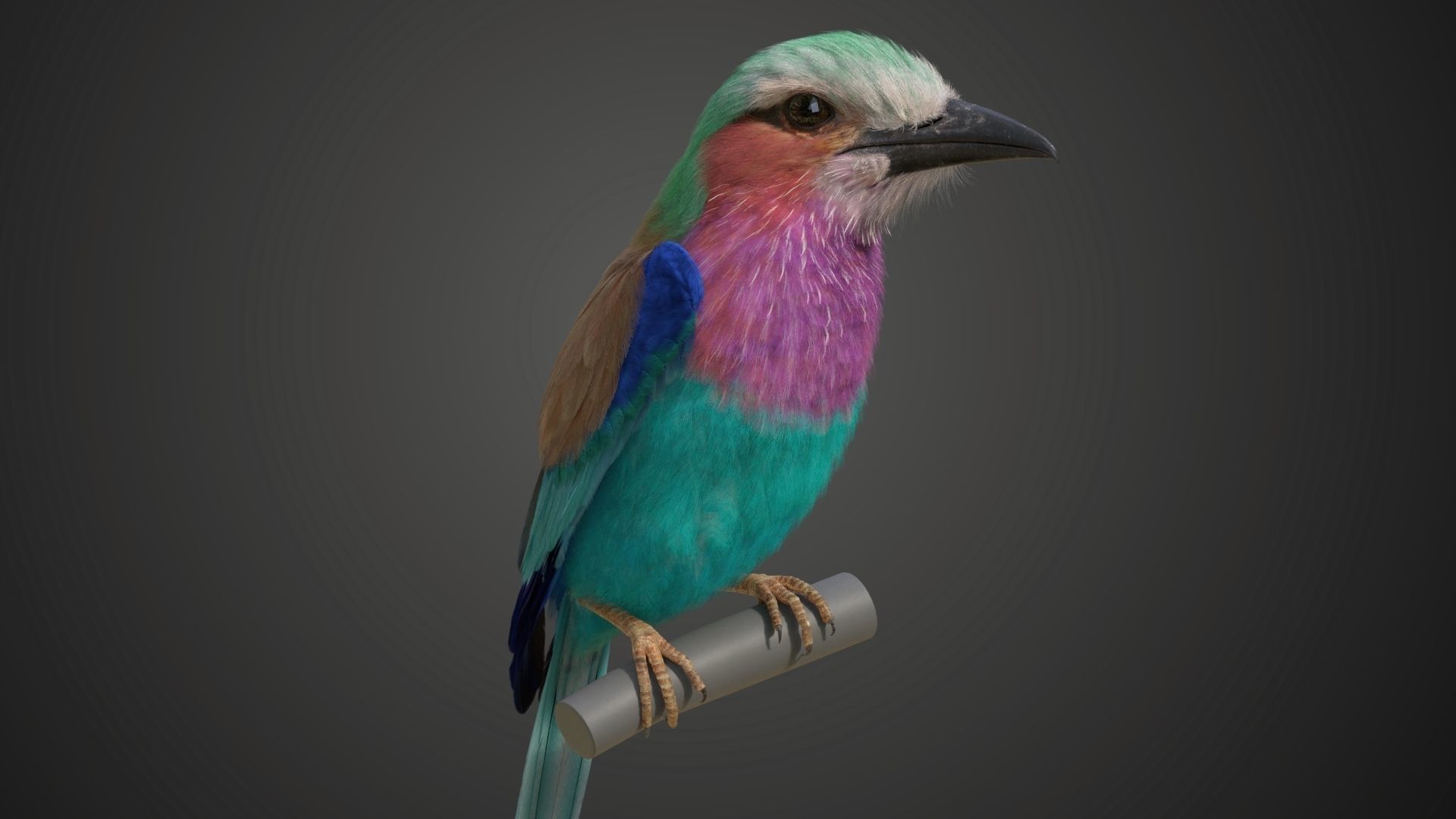 Bird Coracias Caudatus VFX Grace 3D model_21