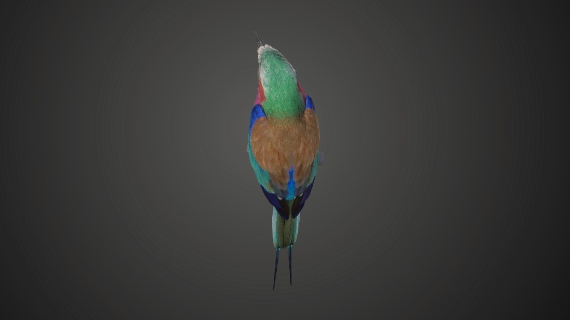 Bird Coracias Caudatus VFX Grace 3D model_19