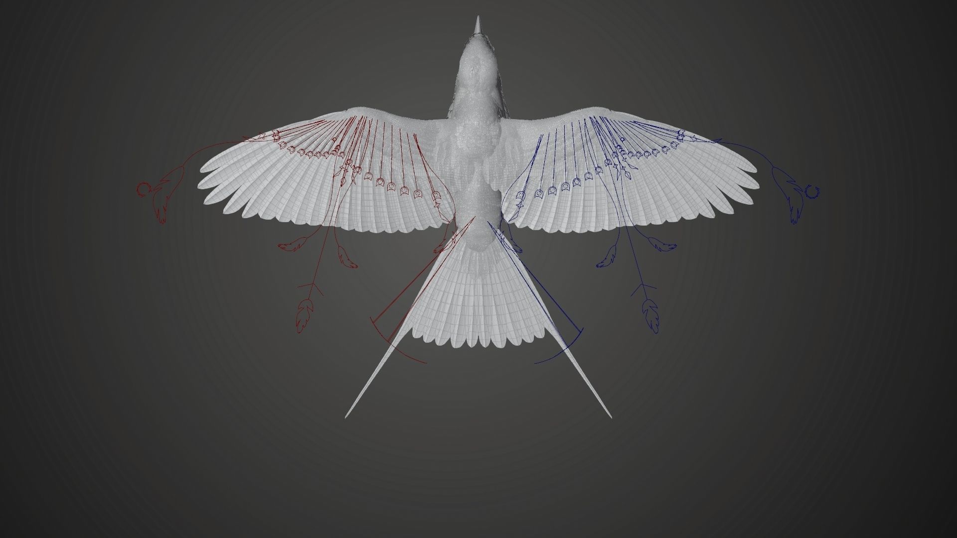 Bird Coracias Caudatus VFX Grace 3D model_34
