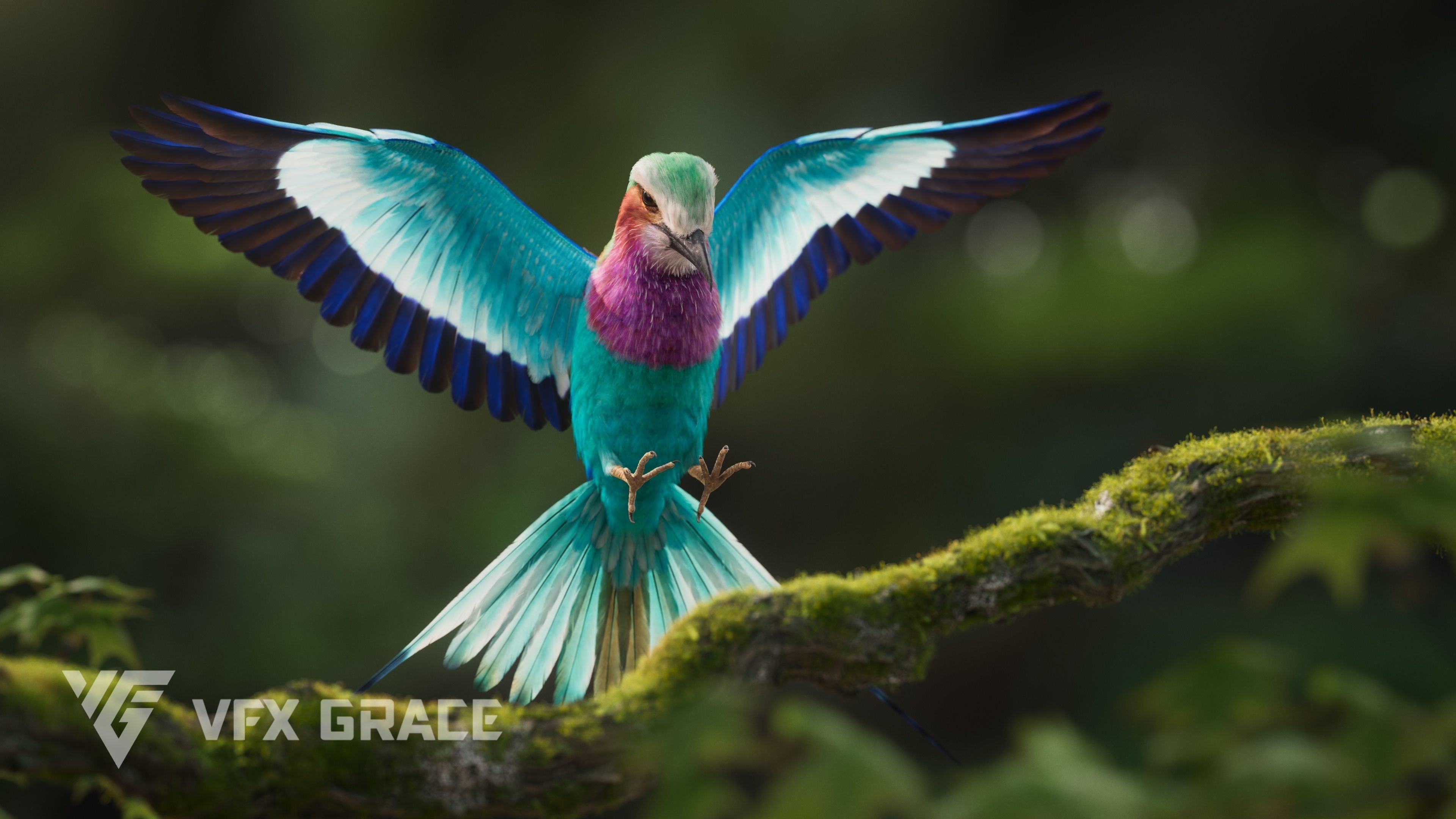 Bird Coracias Caudatus VFX Grace 3D model_10