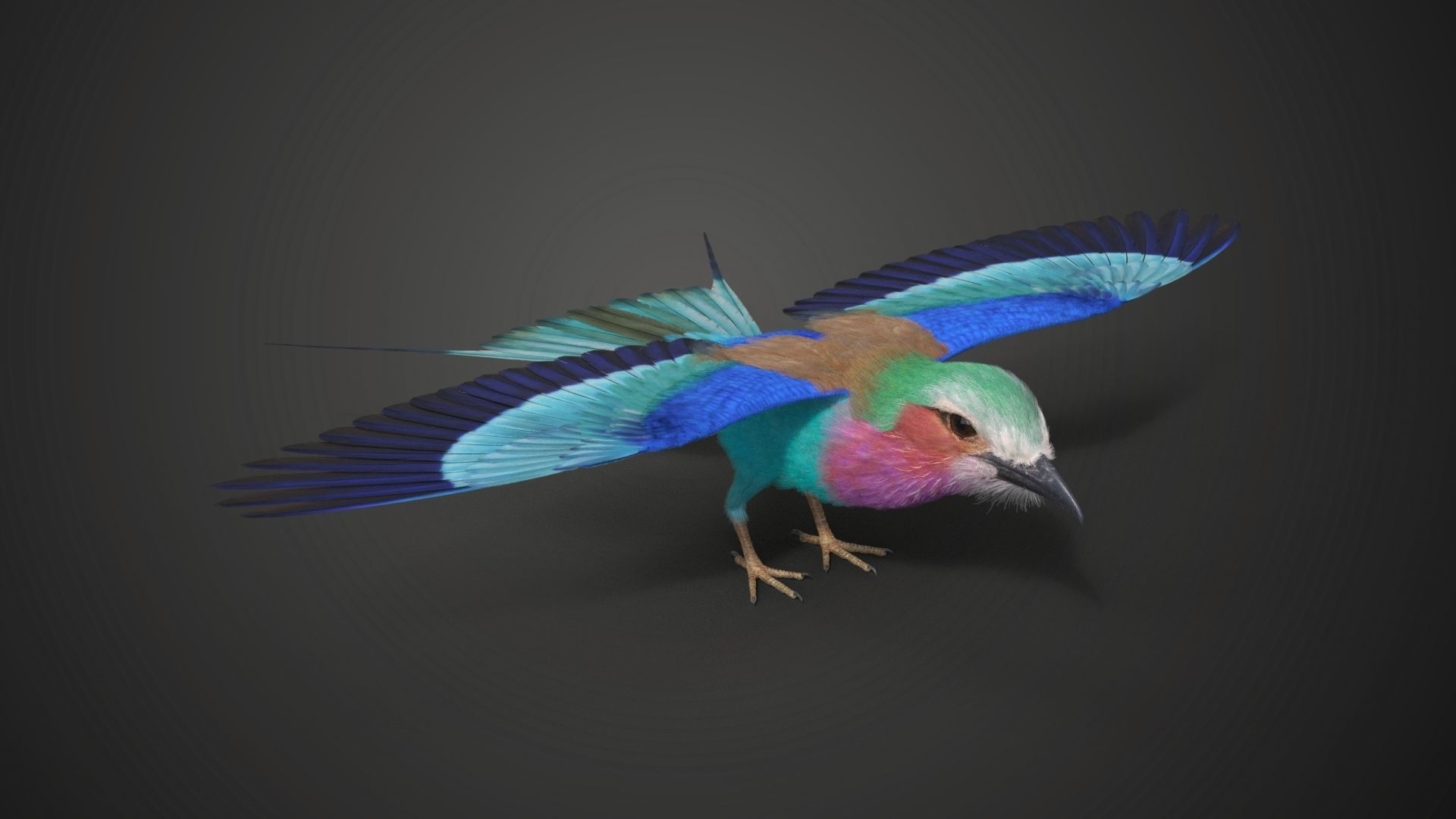 Bird Coracias Caudatus VFX Grace 3D model_22