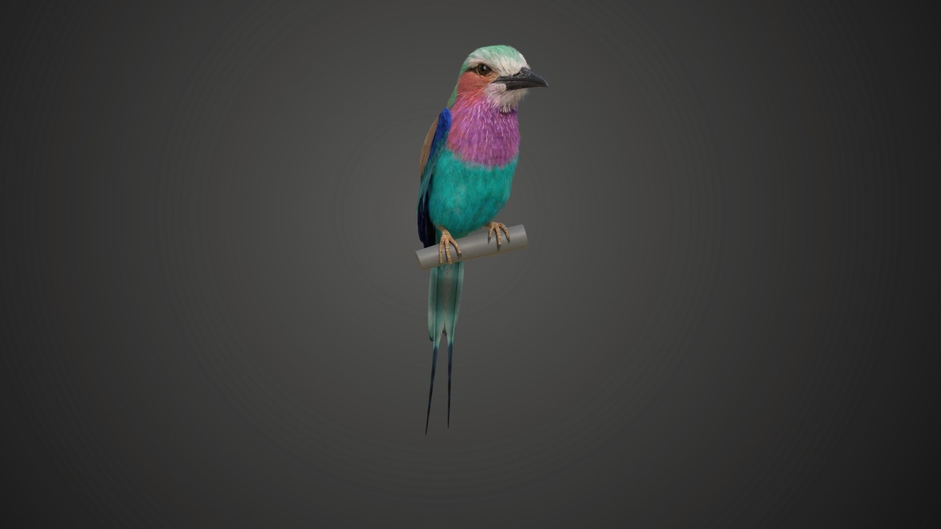 Bird Coracias Caudatus VFX Grace 3D model_15