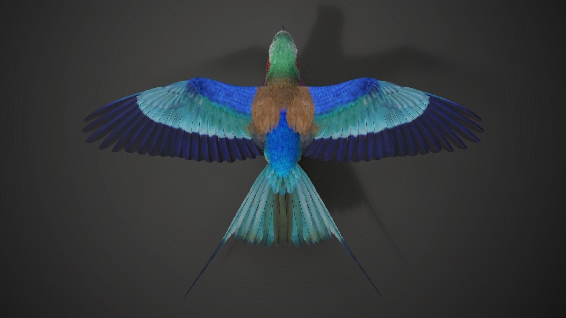 Bird Coracias Caudatus VFX Grace 3D model_18