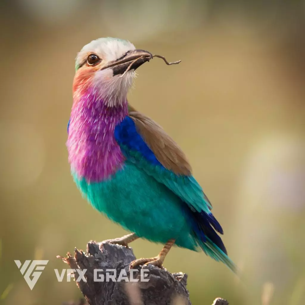 Bird Coracias Caudatus VFX Grace 3D model_0