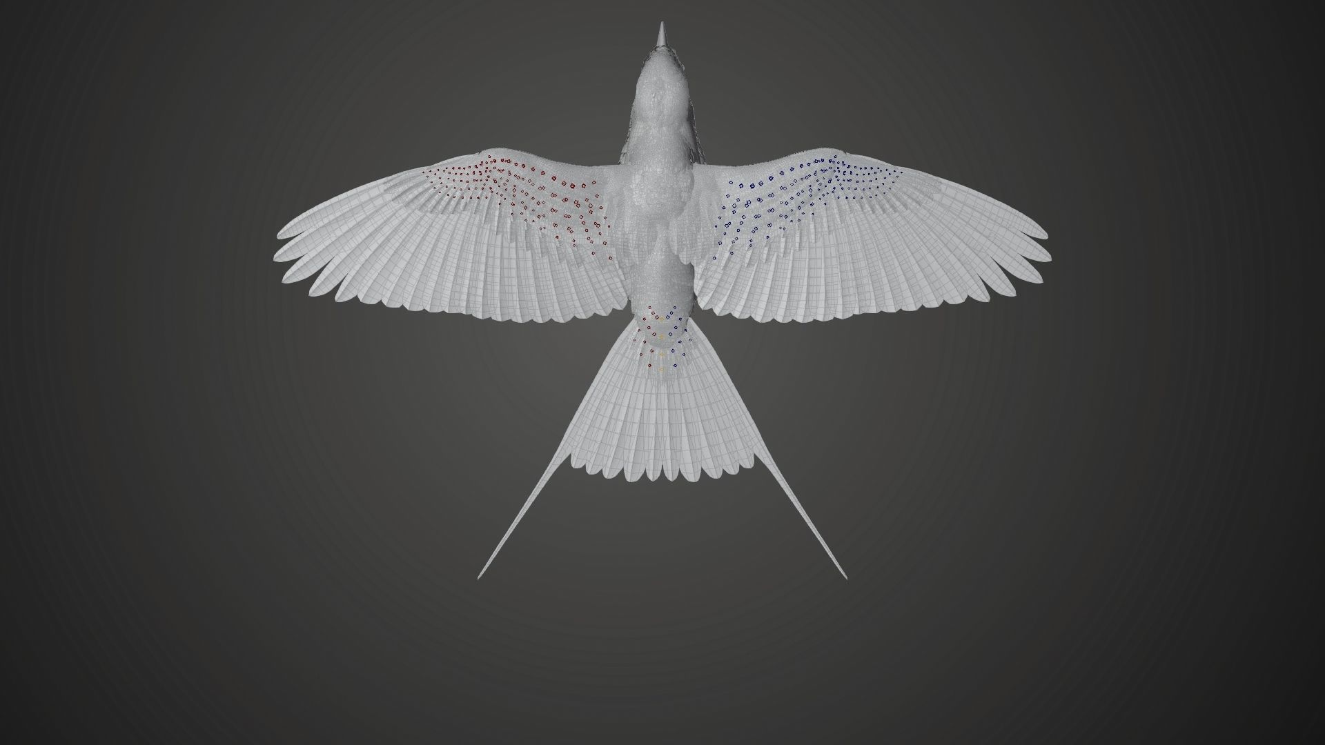 Bird Coracias Caudatus VFX Grace 3D model_32