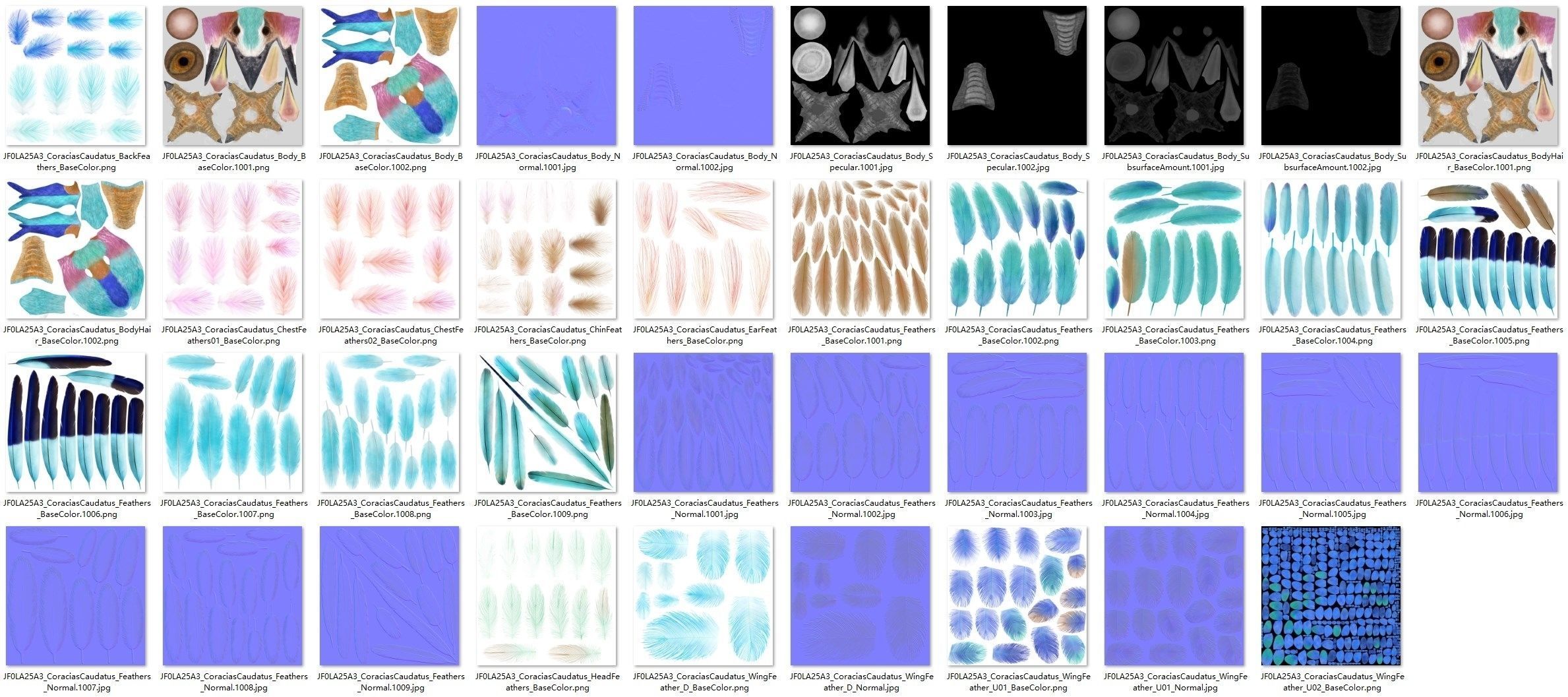 Bird Coracias Caudatus VFX Grace 3D model_51