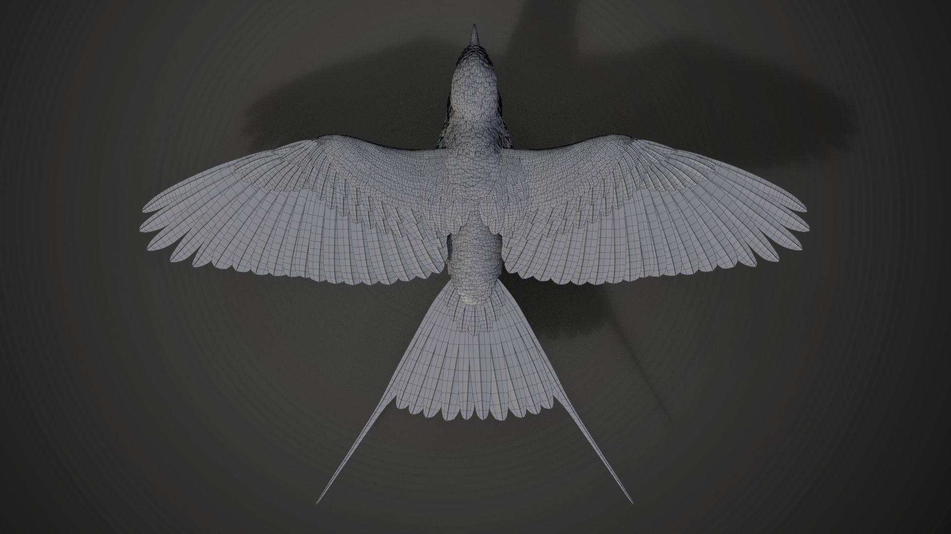 Bird Coracias Caudatus VFX Grace 3D model_39