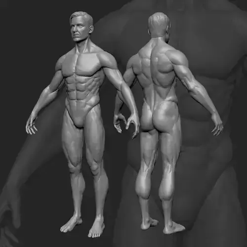 Body Human 3D model
