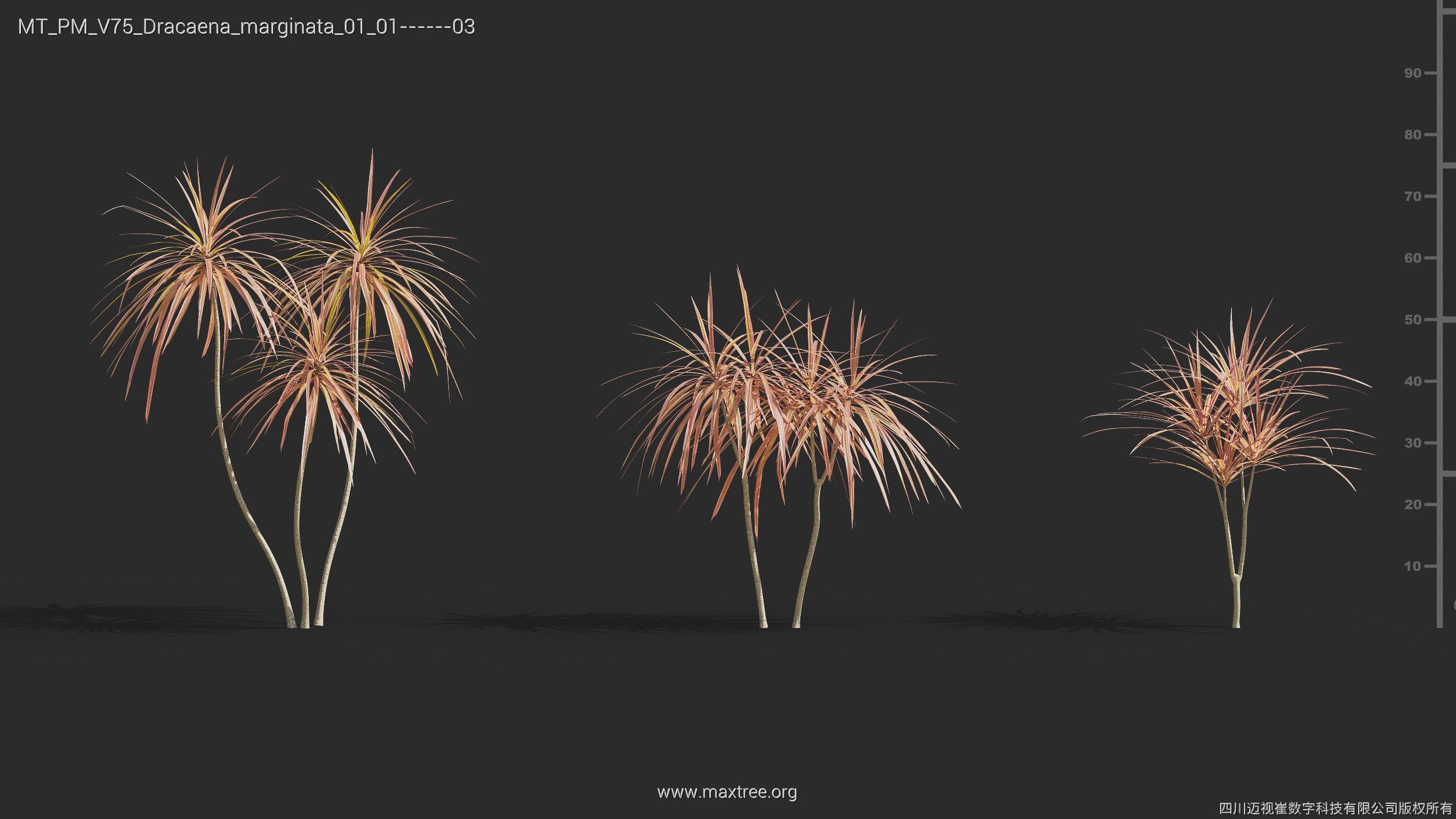 Maxtree Plant Models Vol 75 - Mesh 3D model_17