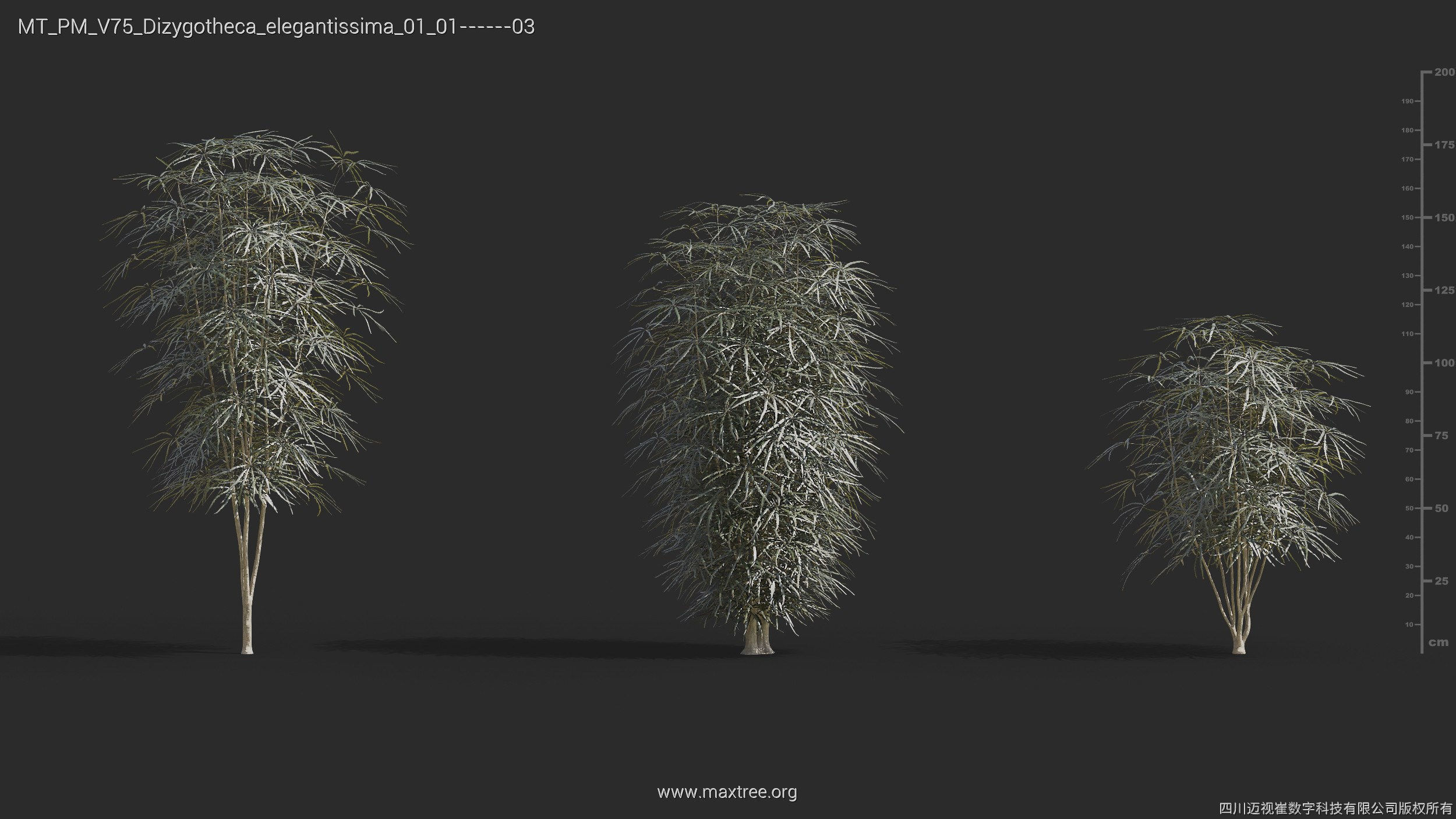 Maxtree Plant Models Vol 75 - Mesh 3D model_15