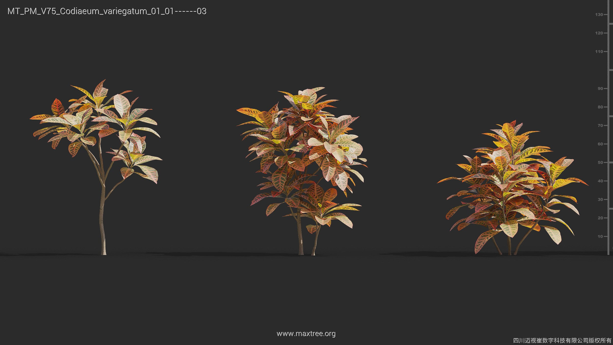 Maxtree Plant Models Vol 75 - Mesh 3D model_11