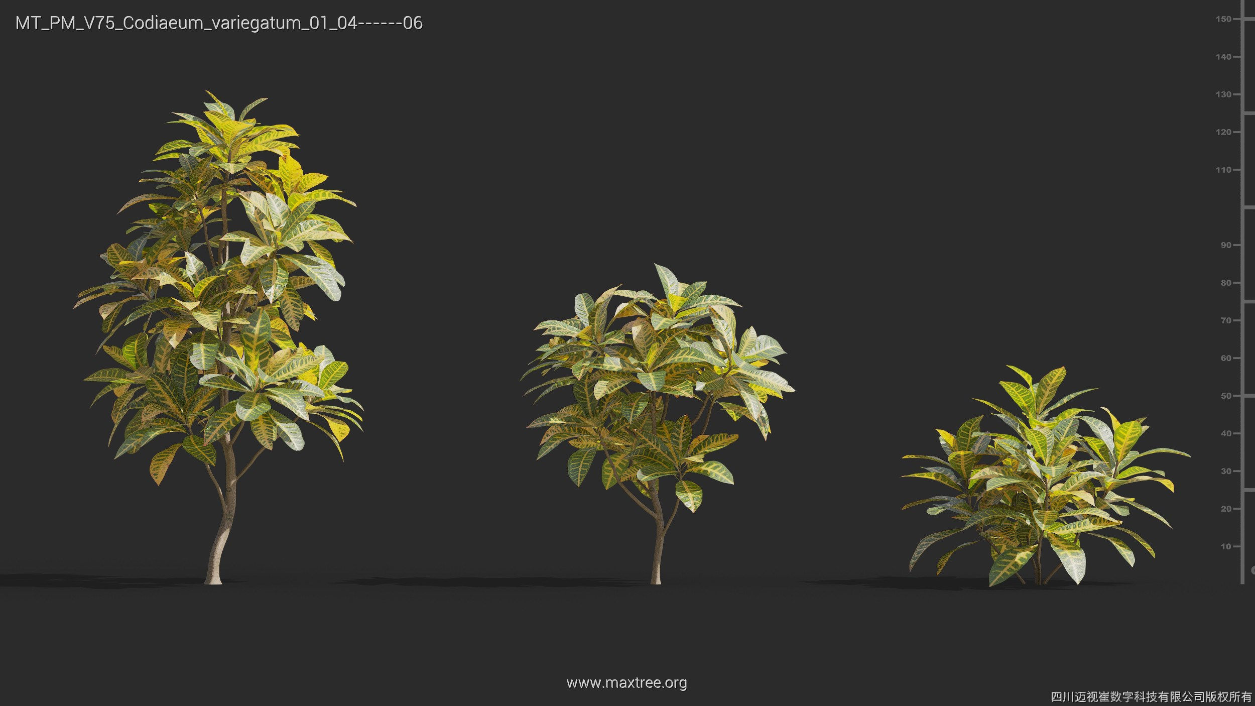 Maxtree Plant Models Vol 75 - Mesh 3D model_12