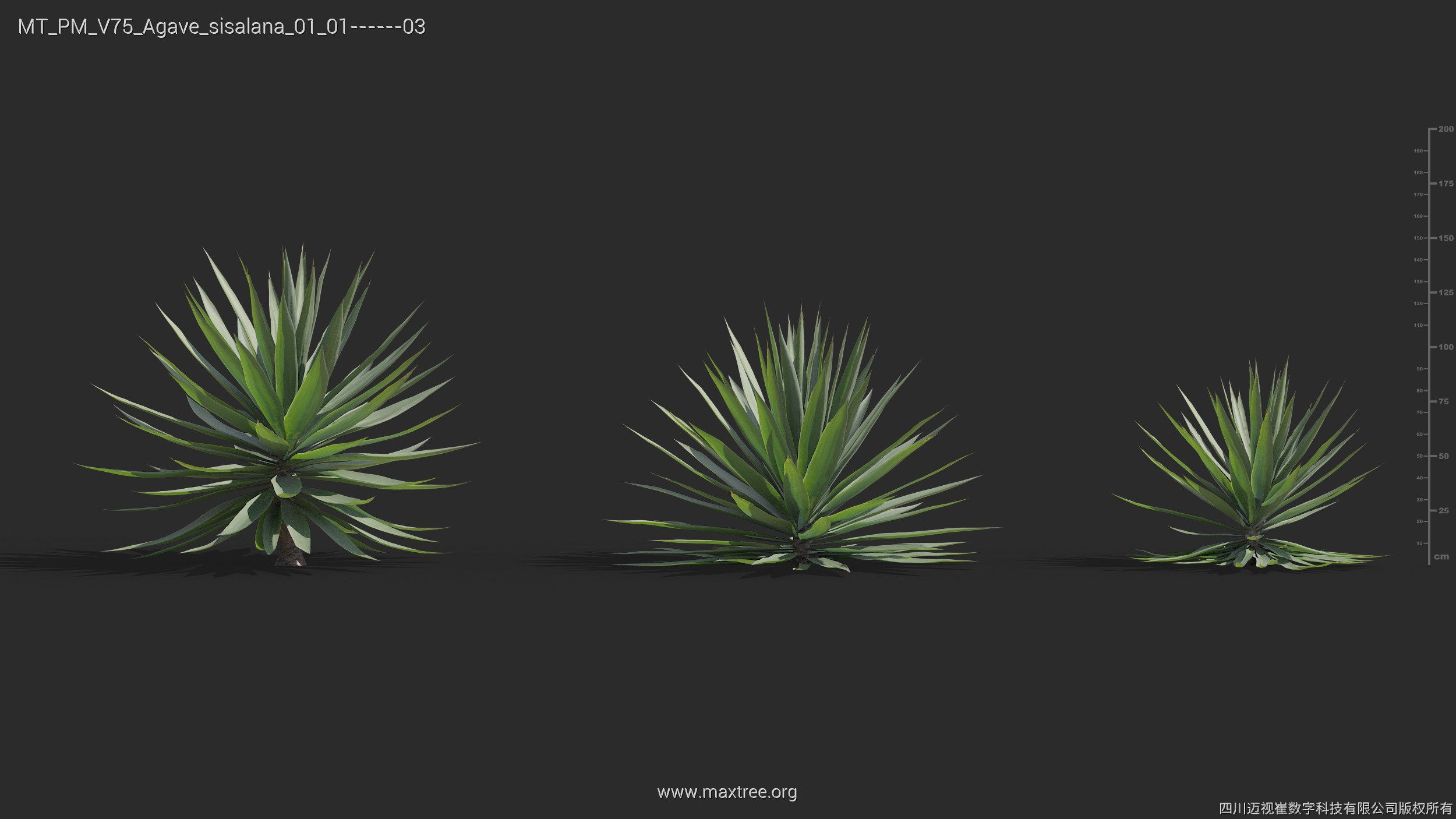 Maxtree Plant Models Vol 75 - Mesh 3D model_5