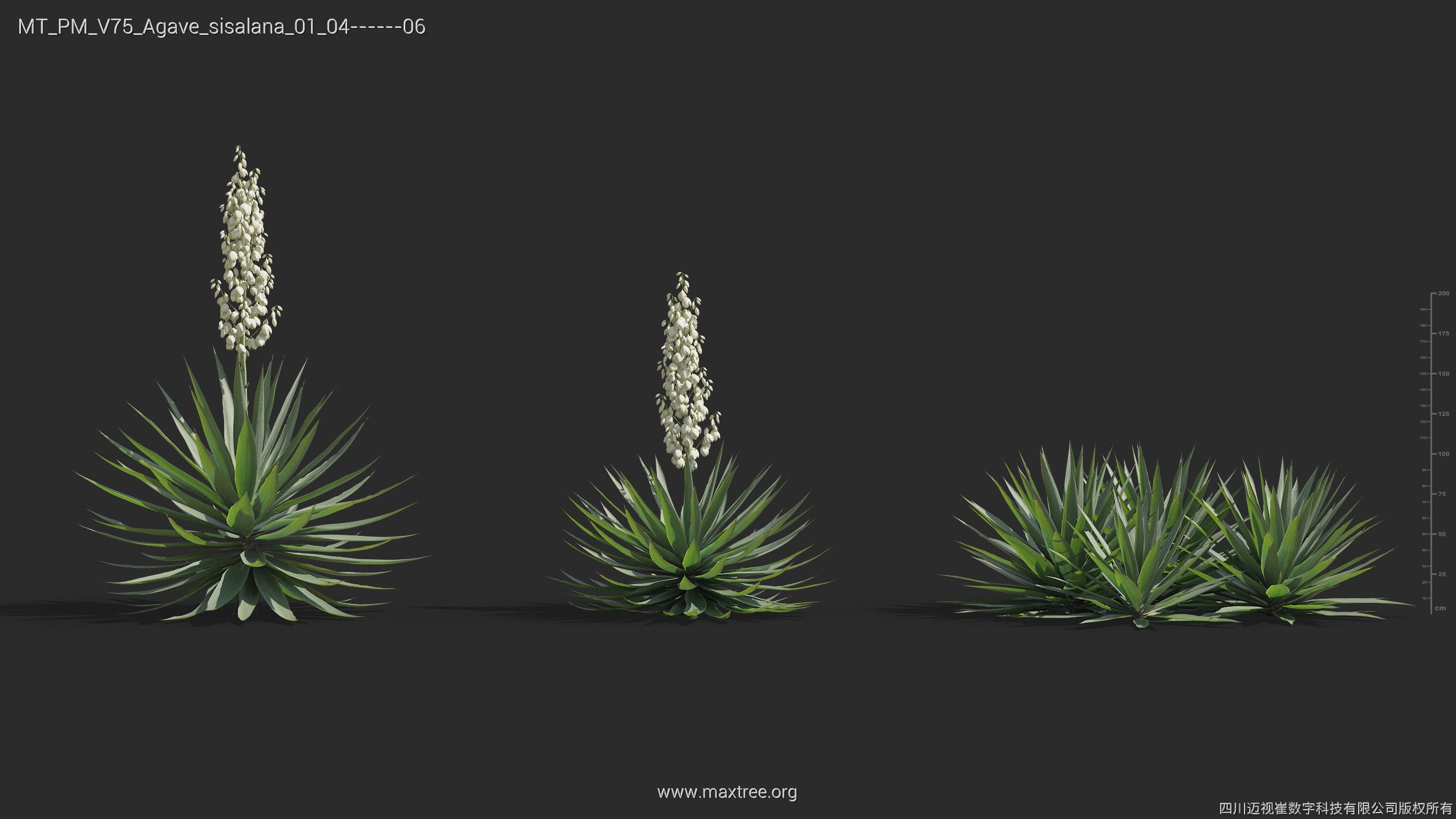 Maxtree Plant Models Vol 75 - Mesh 3D model_6
