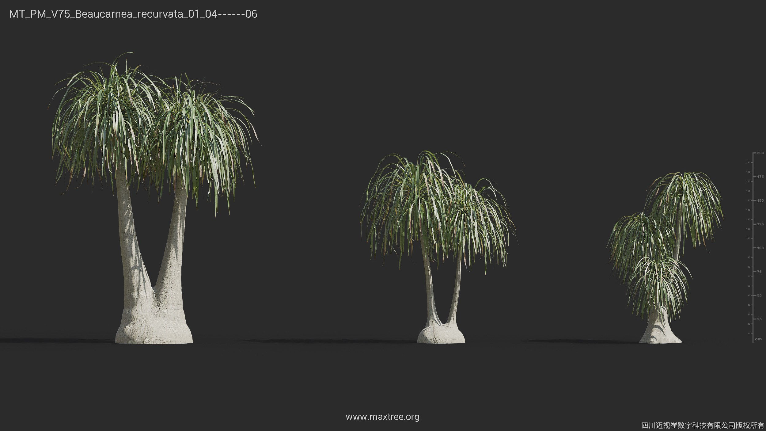 Maxtree Plant Models Vol 75 - Mesh 3D model_10