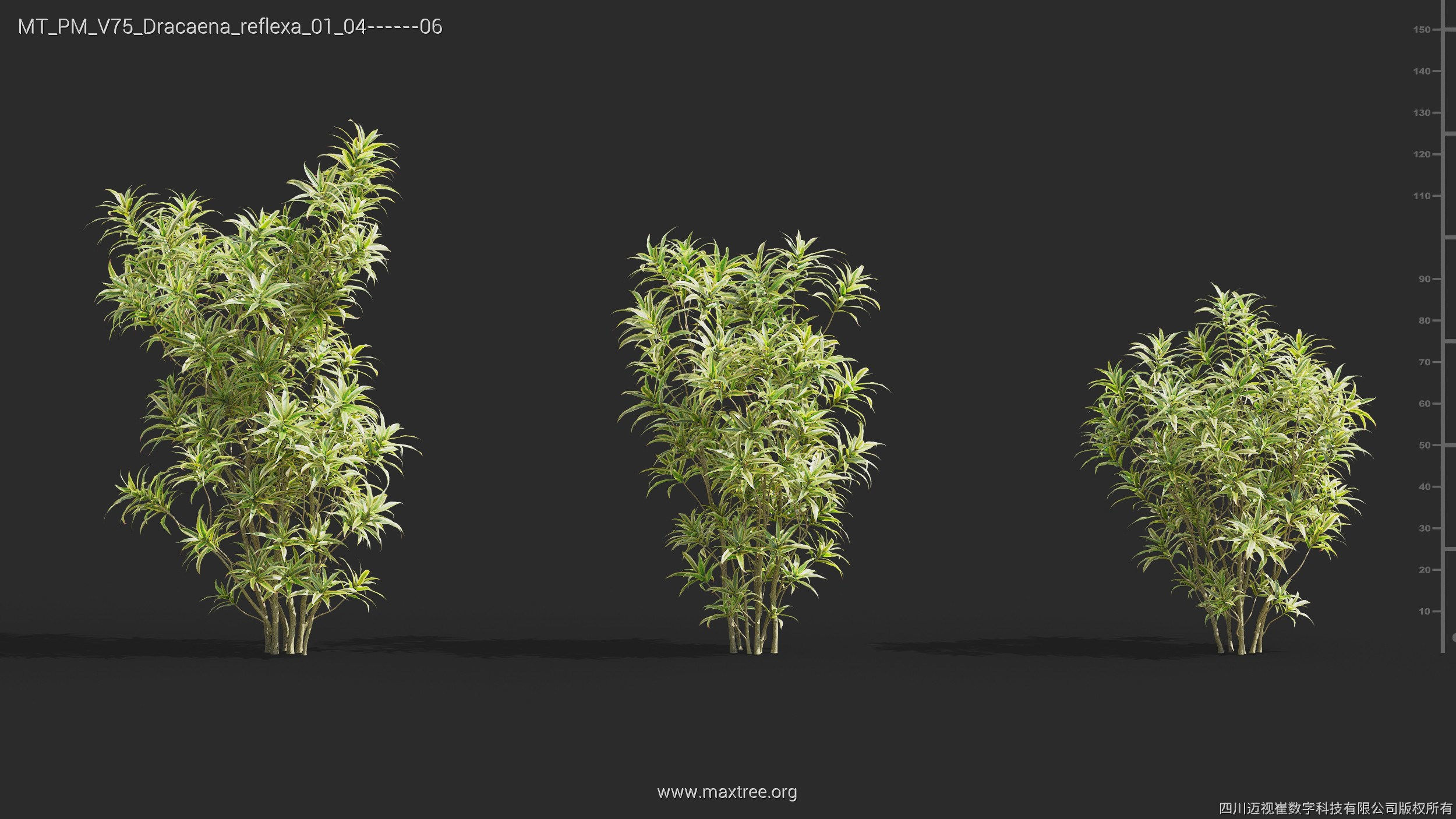 Maxtree Plant Models Vol 75 - Mesh 3D model_20