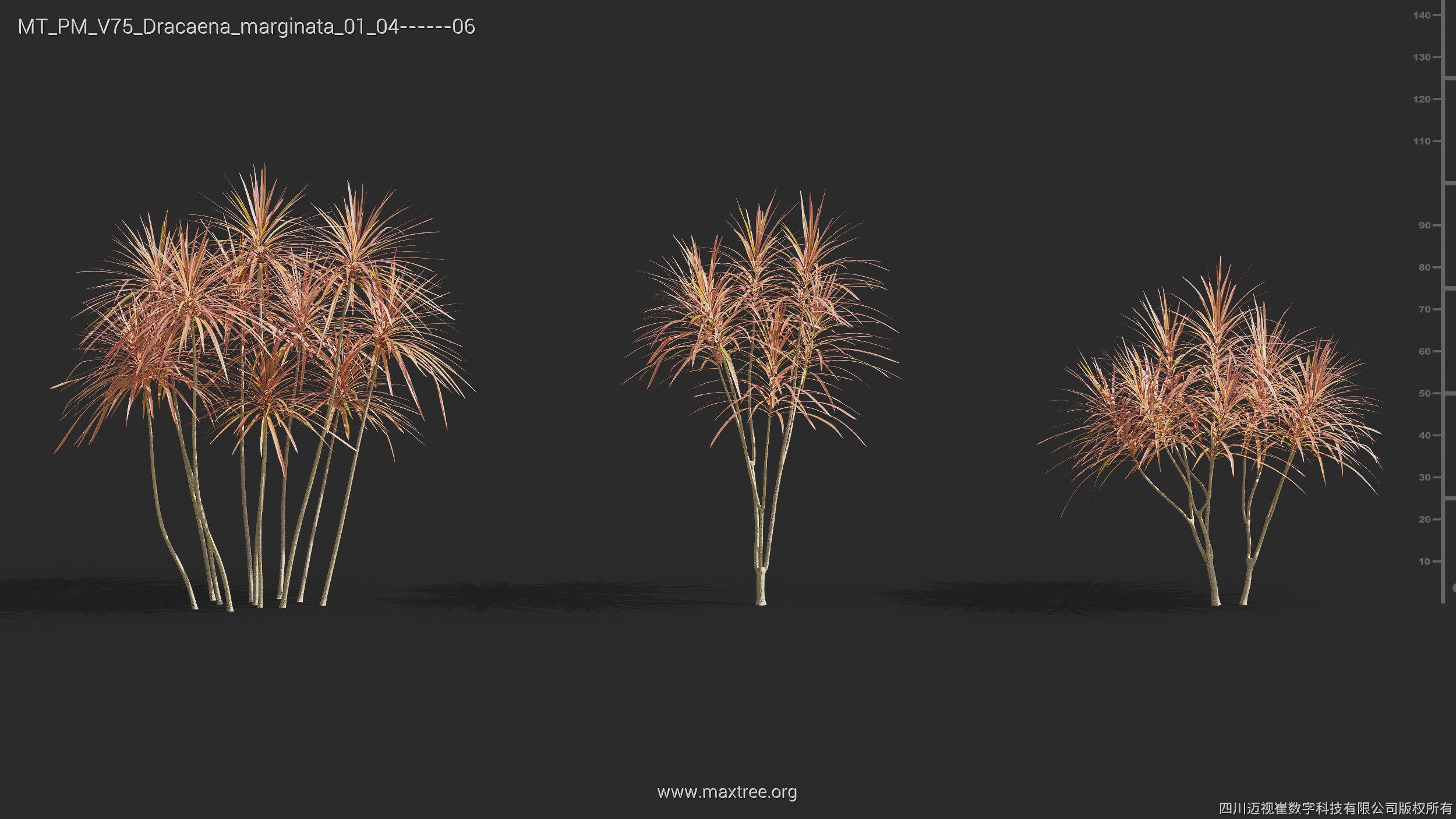 Maxtree Plant Models Vol 75 - Mesh 3D model_18