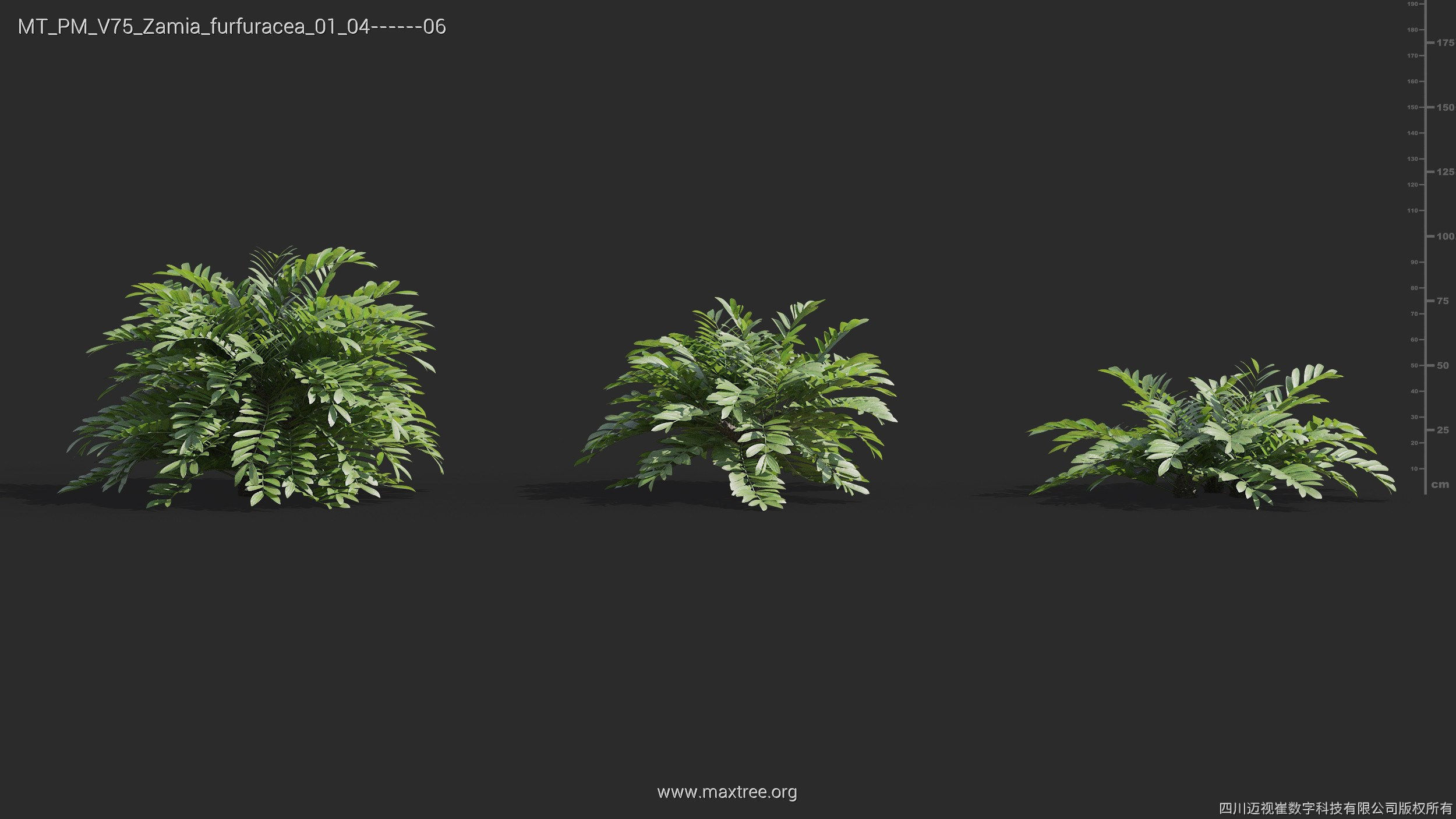 Maxtree Plant Models Vol 75 - Mesh 3D model_28