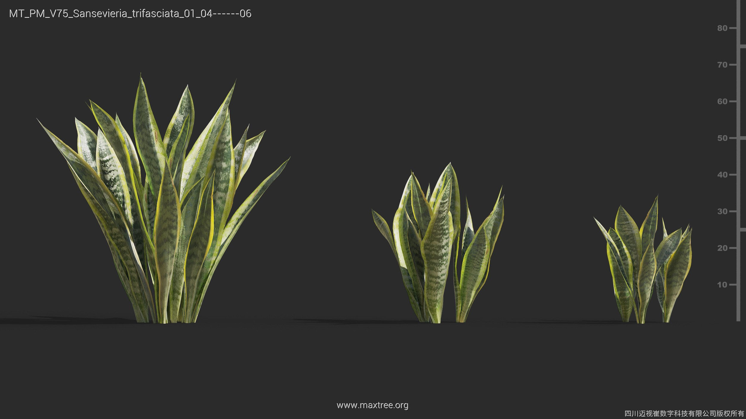Maxtree Plant Models Vol 75 - Mesh 3D model_26