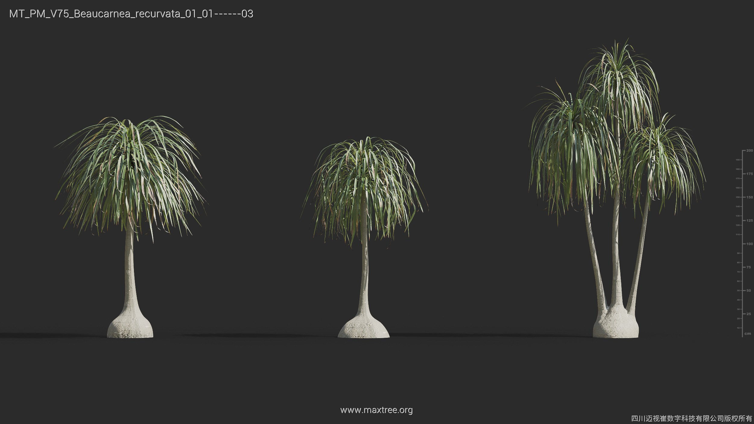 Maxtree Plant Models Vol 75 - Mesh 3D model_9
