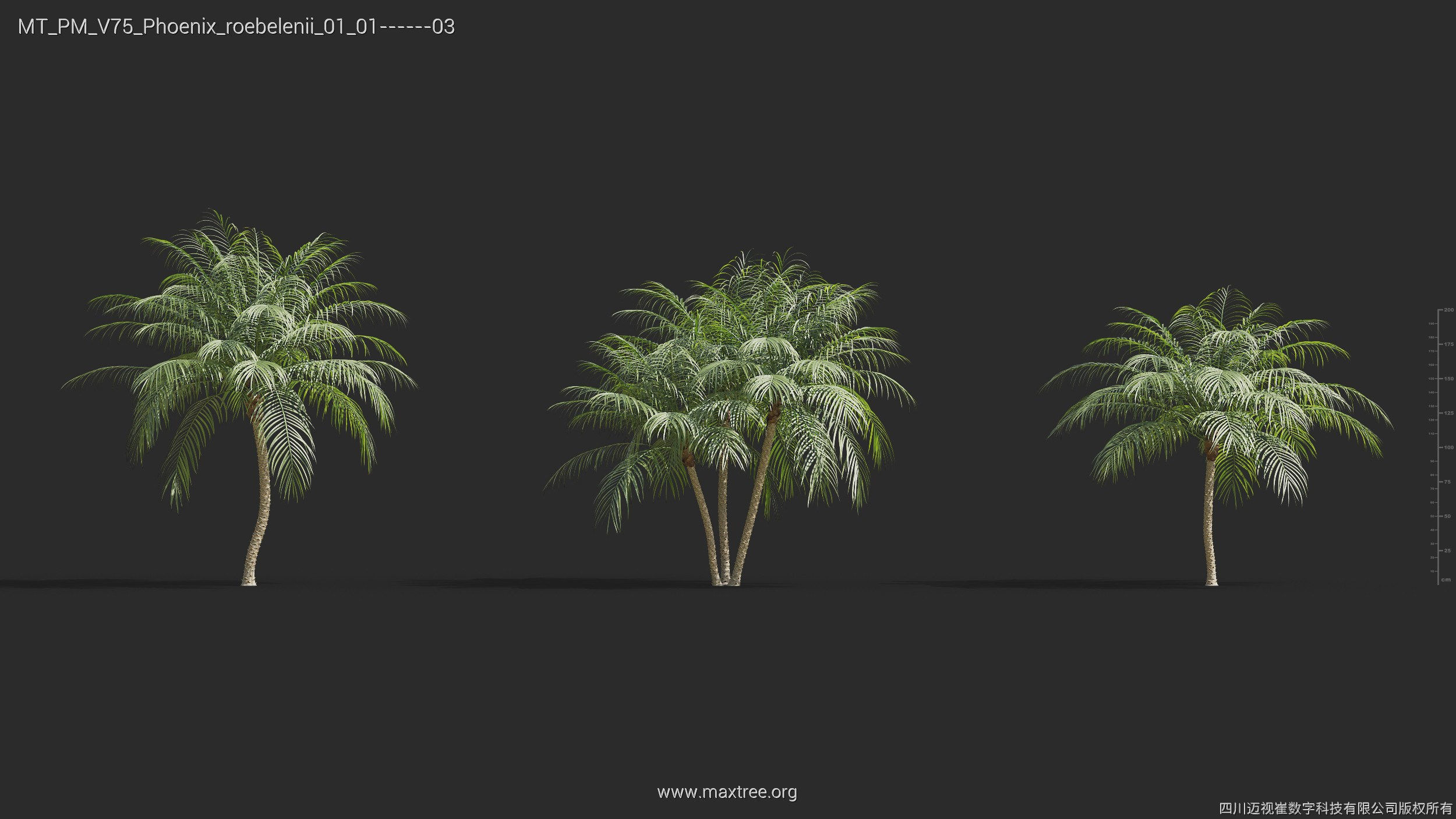 Maxtree Plant Models Vol 75 - Mesh 3D model_23