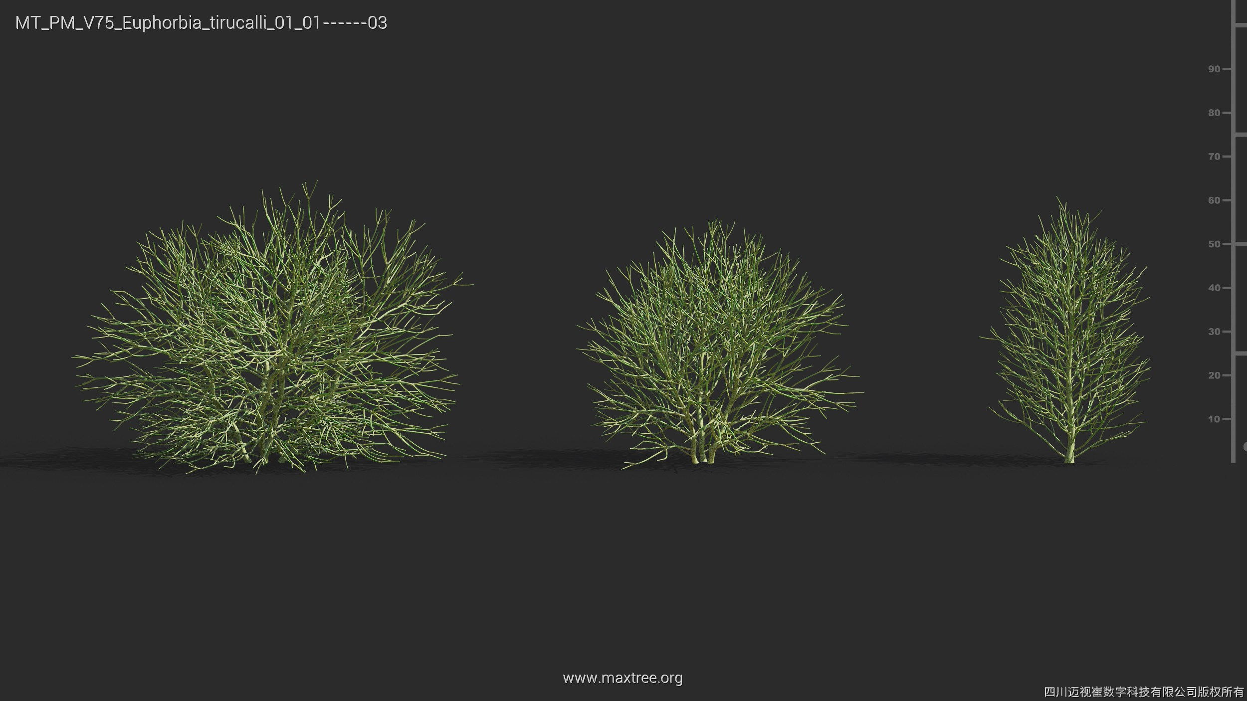 Maxtree Plant Models Vol 75 - Mesh 3D model_21