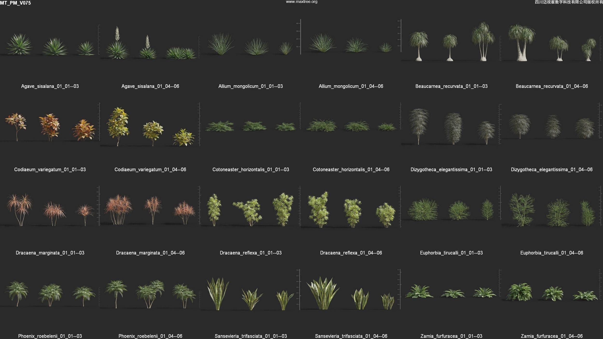 Maxtree Plant Models Vol 75 - Mesh 3D model_4
