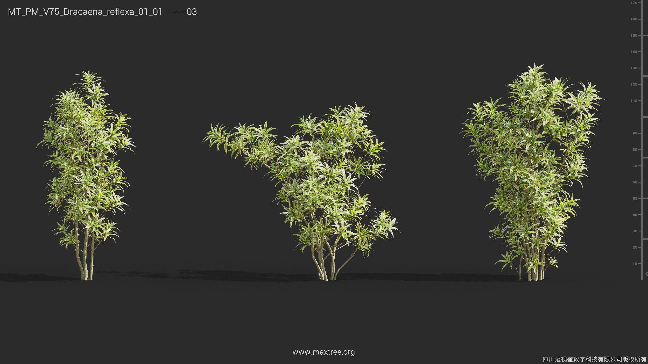 Maxtree Plant Models Vol 75 - Mesh 3D model_19