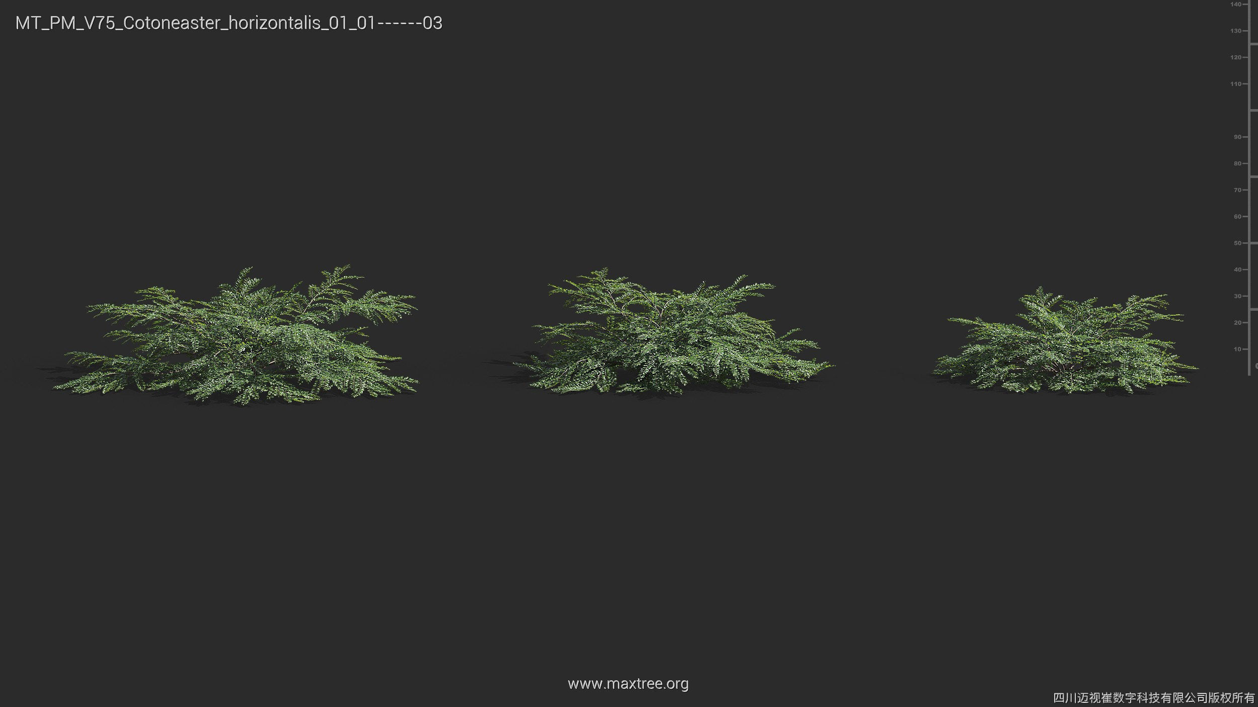 Maxtree Plant Models Vol 75 - Mesh 3D model_13