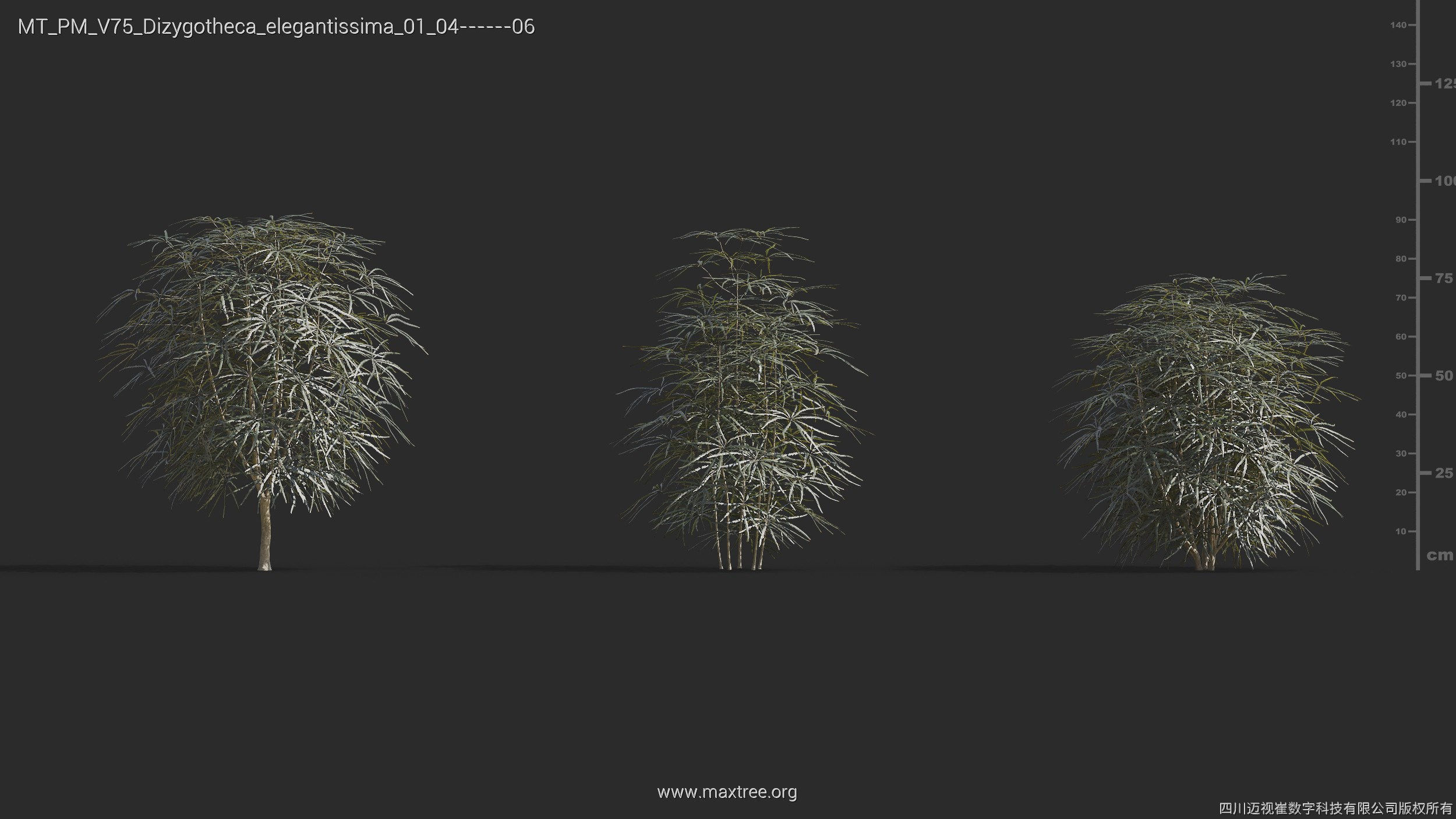 Maxtree Plant Models Vol 75 - Mesh 3D model_16