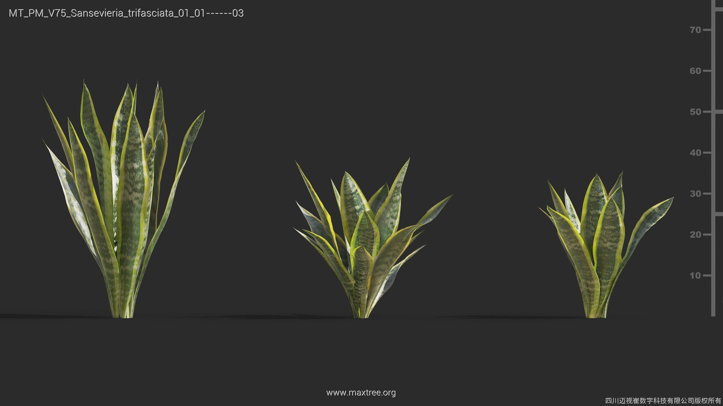 Maxtree Plant Models Vol 75 - Mesh 3D model_25