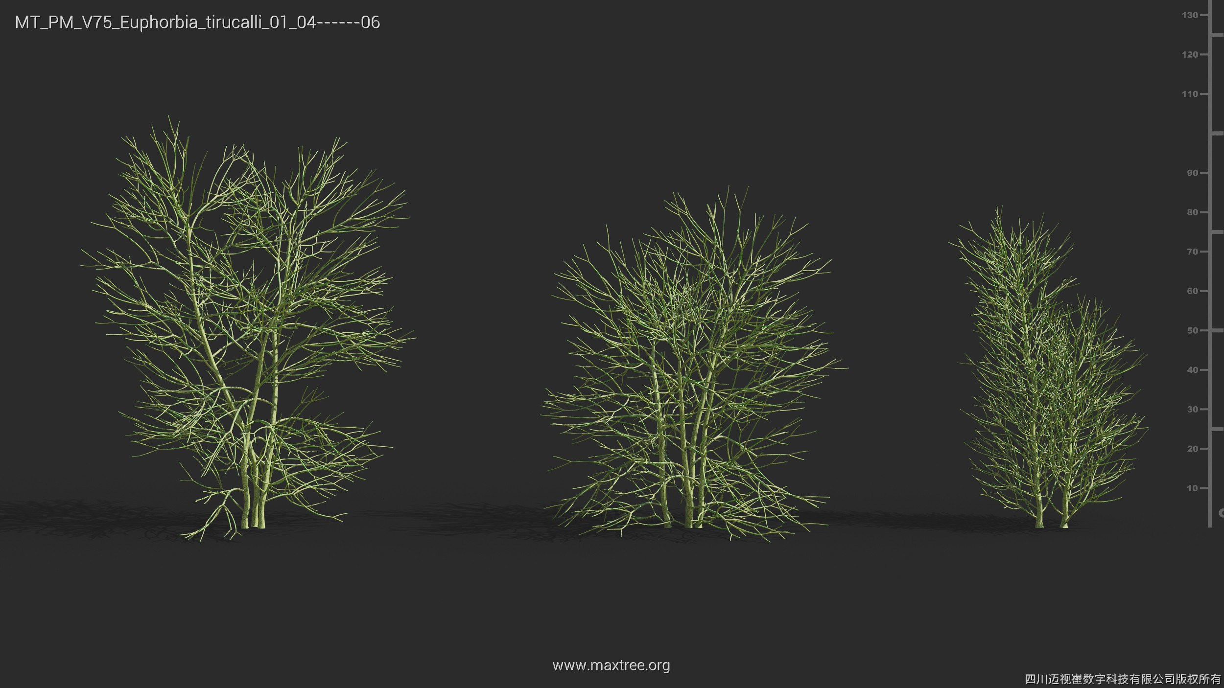 Maxtree Plant Models Vol 75 - Mesh 3D model_22