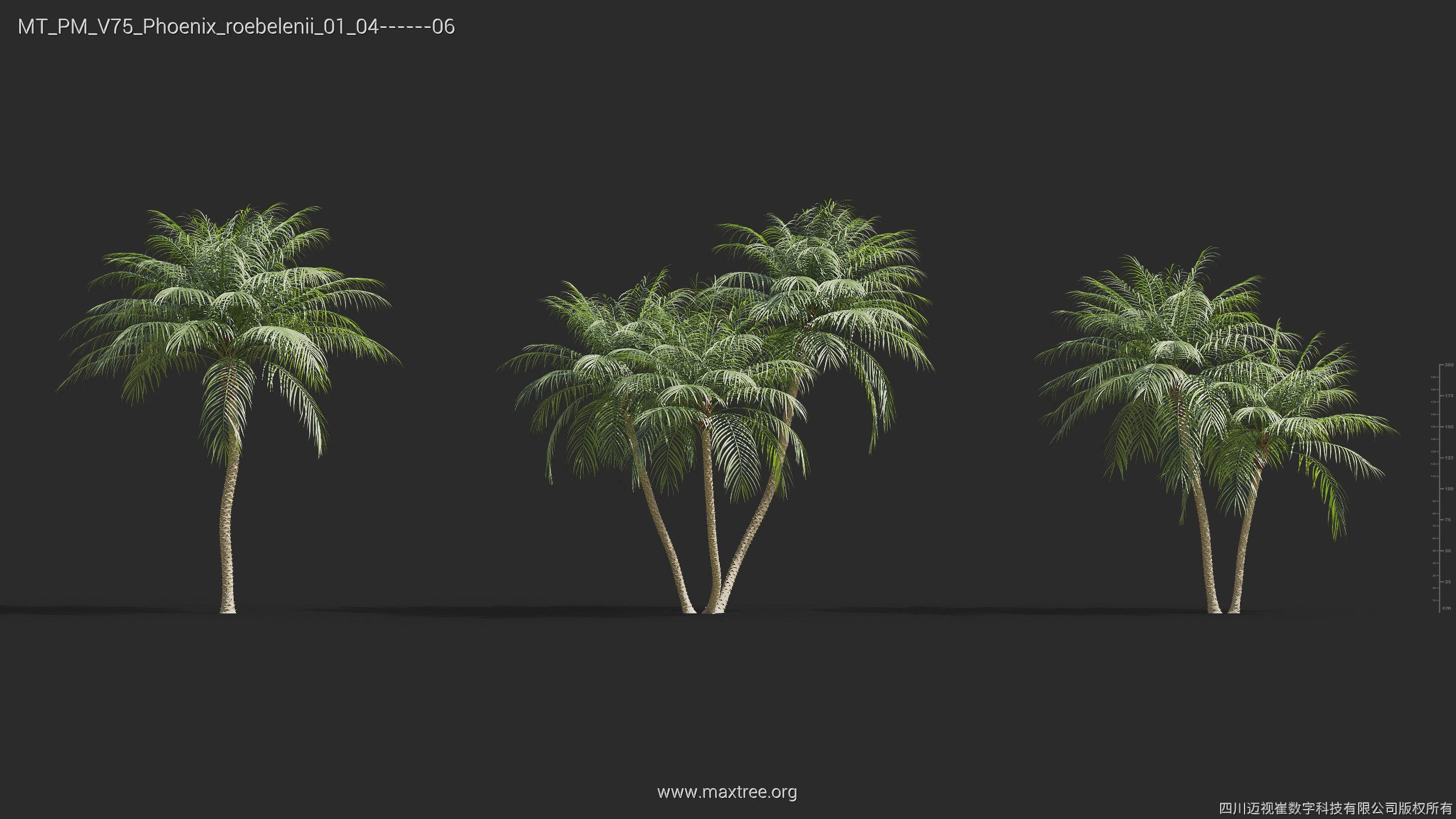 Maxtree Plant Models Vol 75 - Mesh 3D model_24