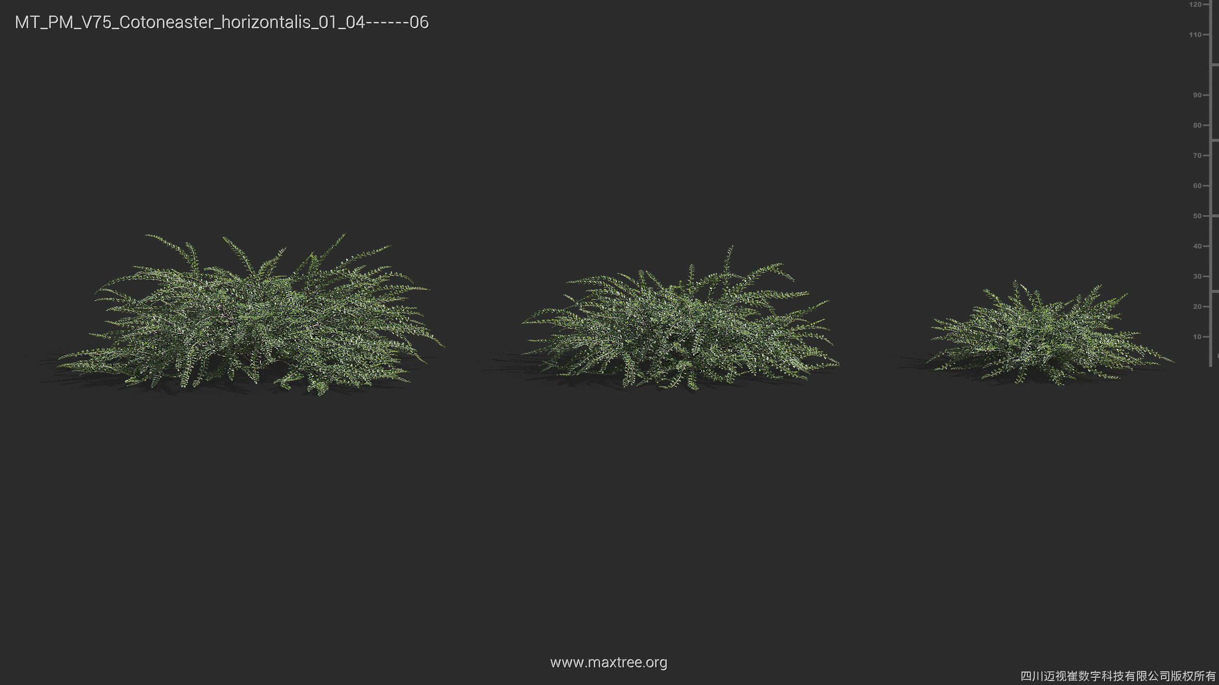 Maxtree Plant Models Vol 75 - Mesh 3D model_14
