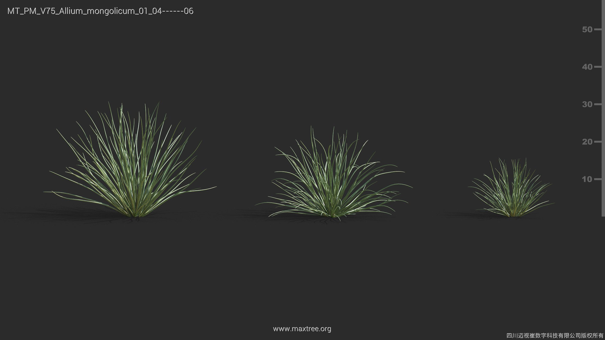 Maxtree Plant Models Vol 75 - Mesh 3D model_8