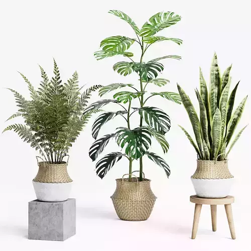 Indoor Plants set 10