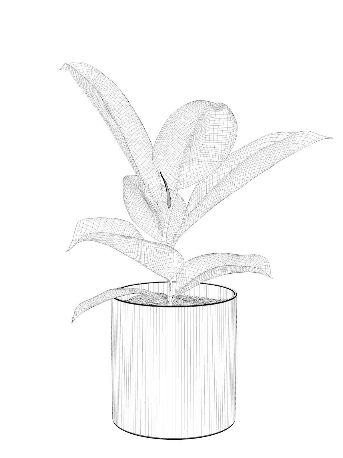 Ficus Elastica in Pot 3D model_3