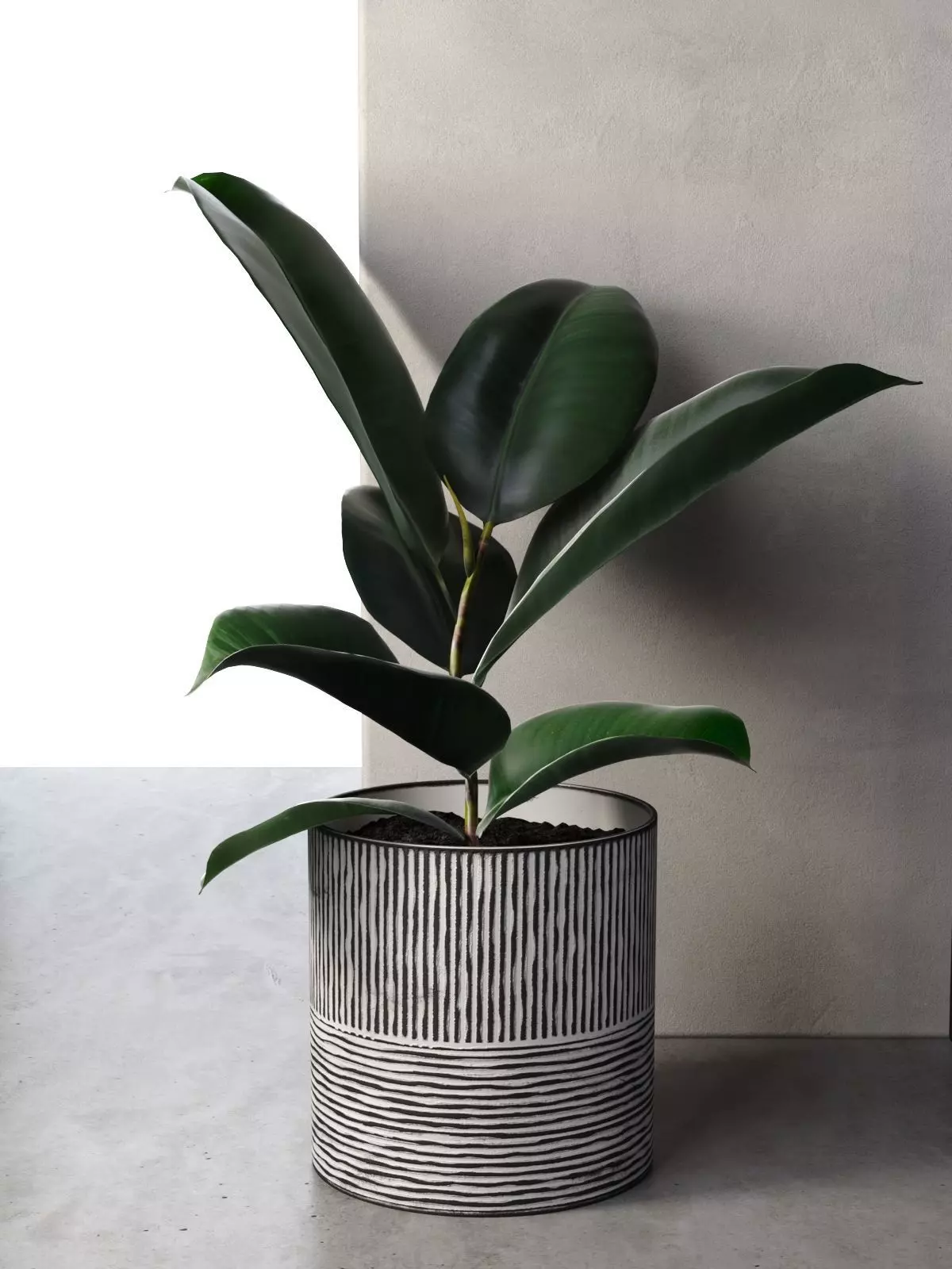 Ficus Elastica in Pot 3D model_0